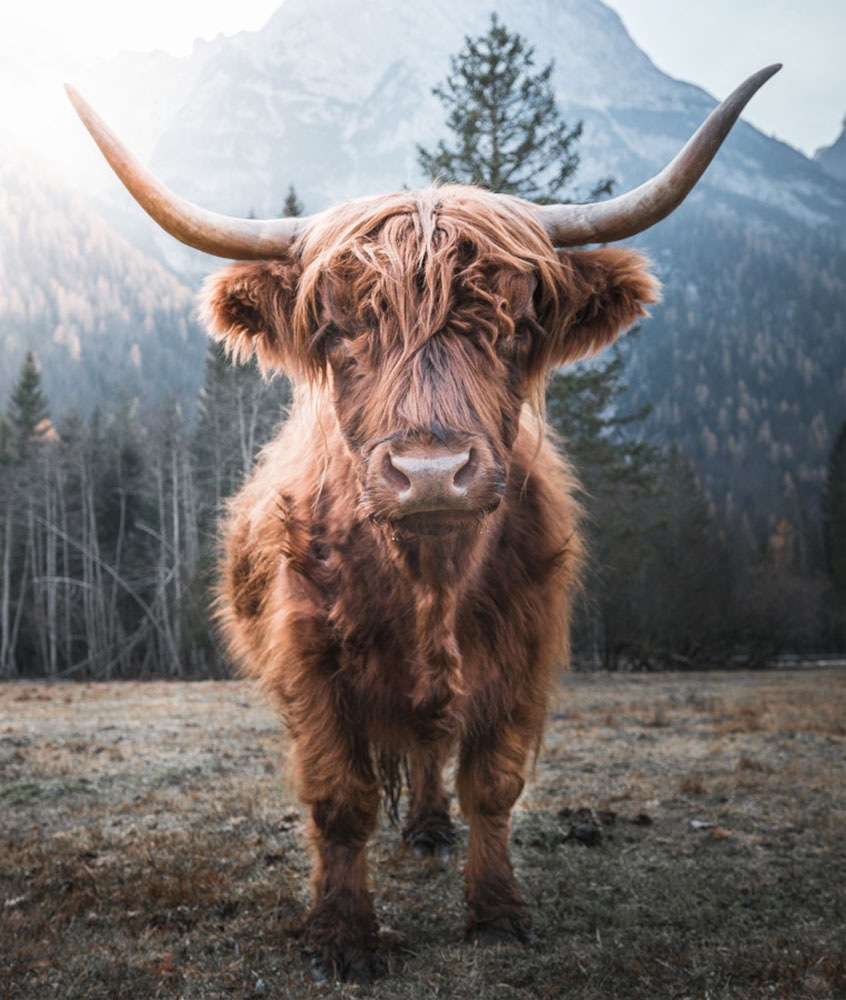 Bönninghoff Leinwandbild, Hochlandrind-Kuh-Kühe-Kuhbilder-Tiere-Natur-Berge günstig online kaufen