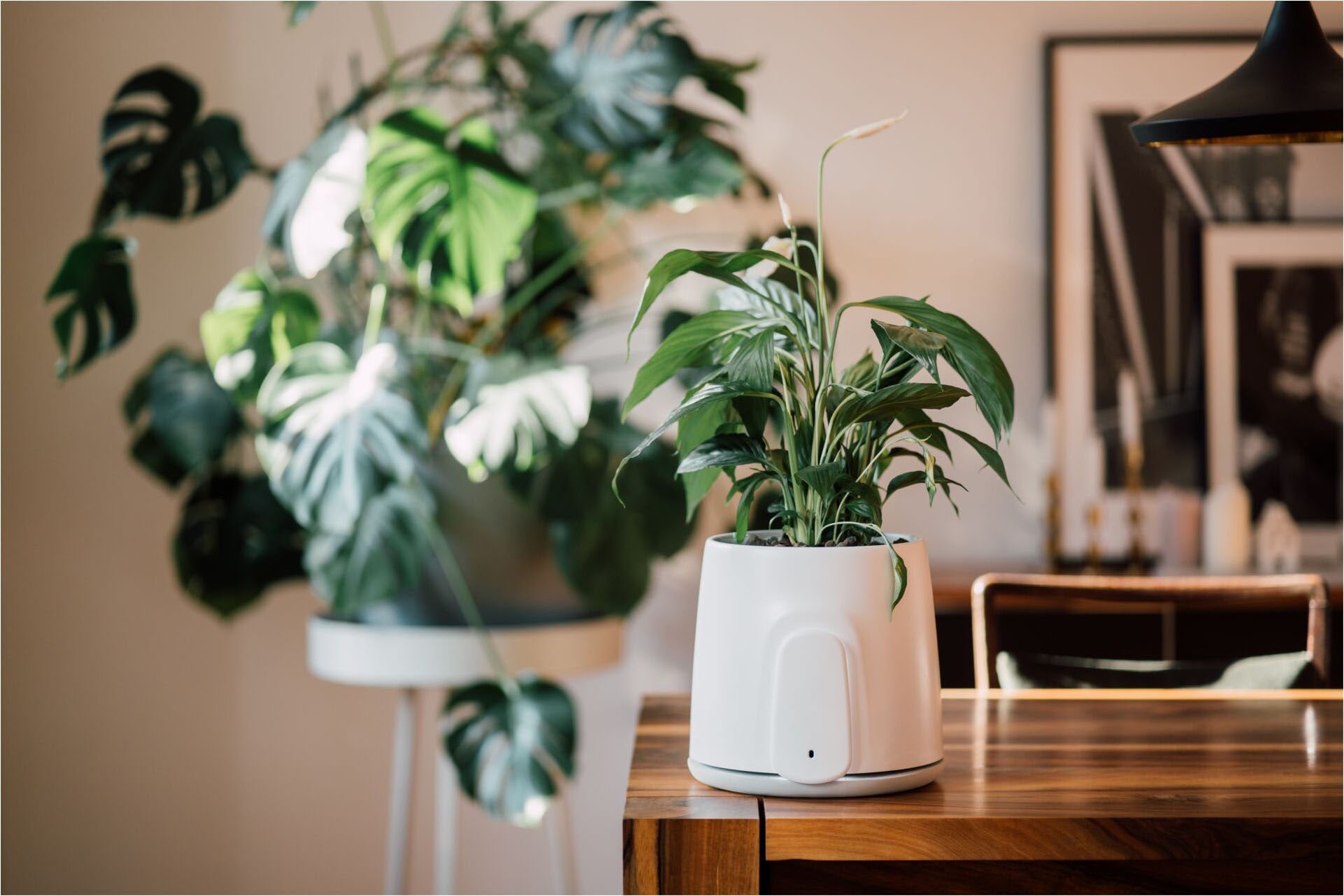 Vitesy Luftreiniger »Natede Smart – Smarte Luftreinigung und stilvoller Blumentopf«, für 20 m² Räume, Waschbarer Filter, App-Steuerung, Selbstbewässerung Blumentopf