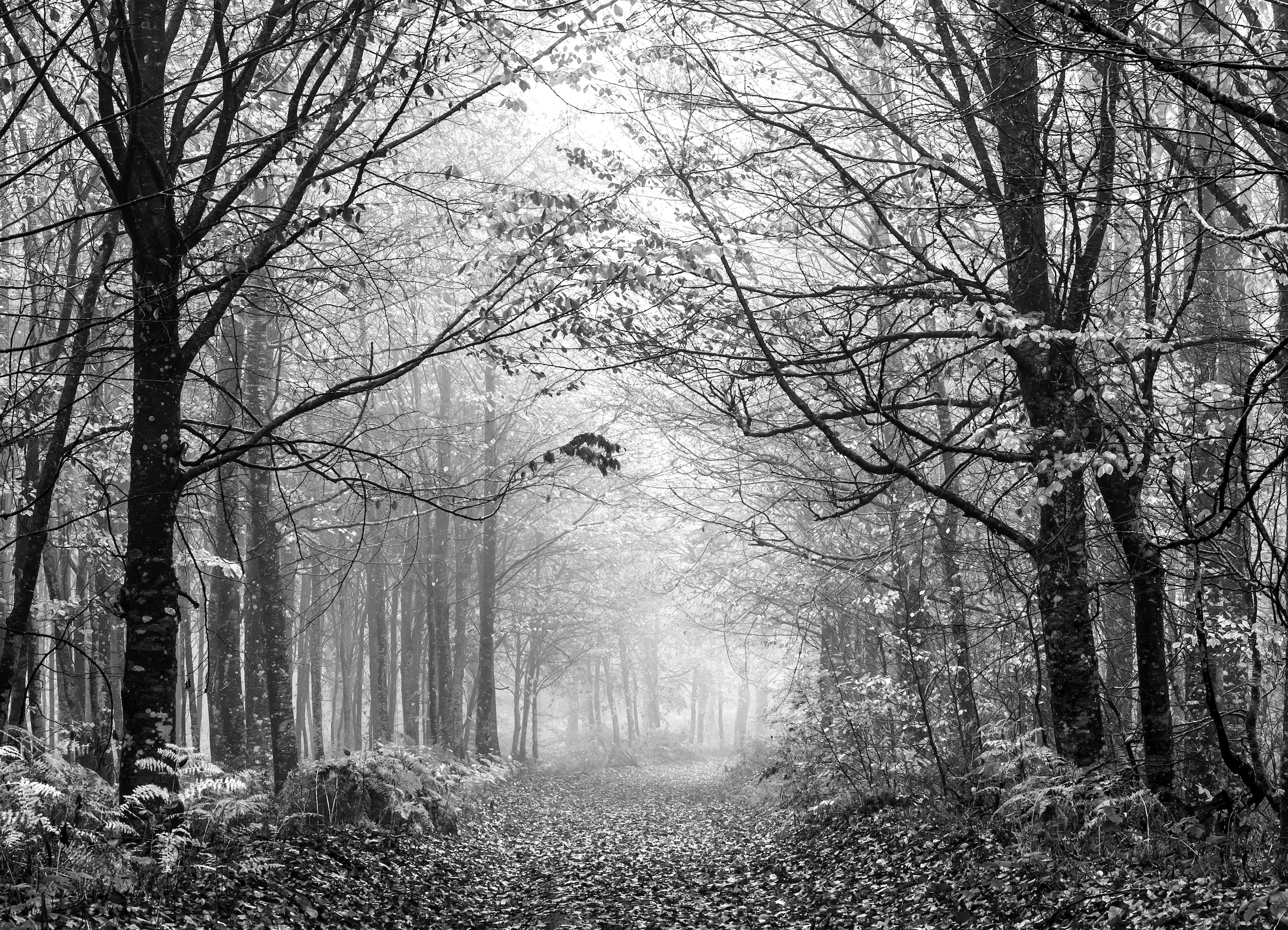 Papermoon Fototapete »Wald Schwarz & Weiß« günstig online kaufen