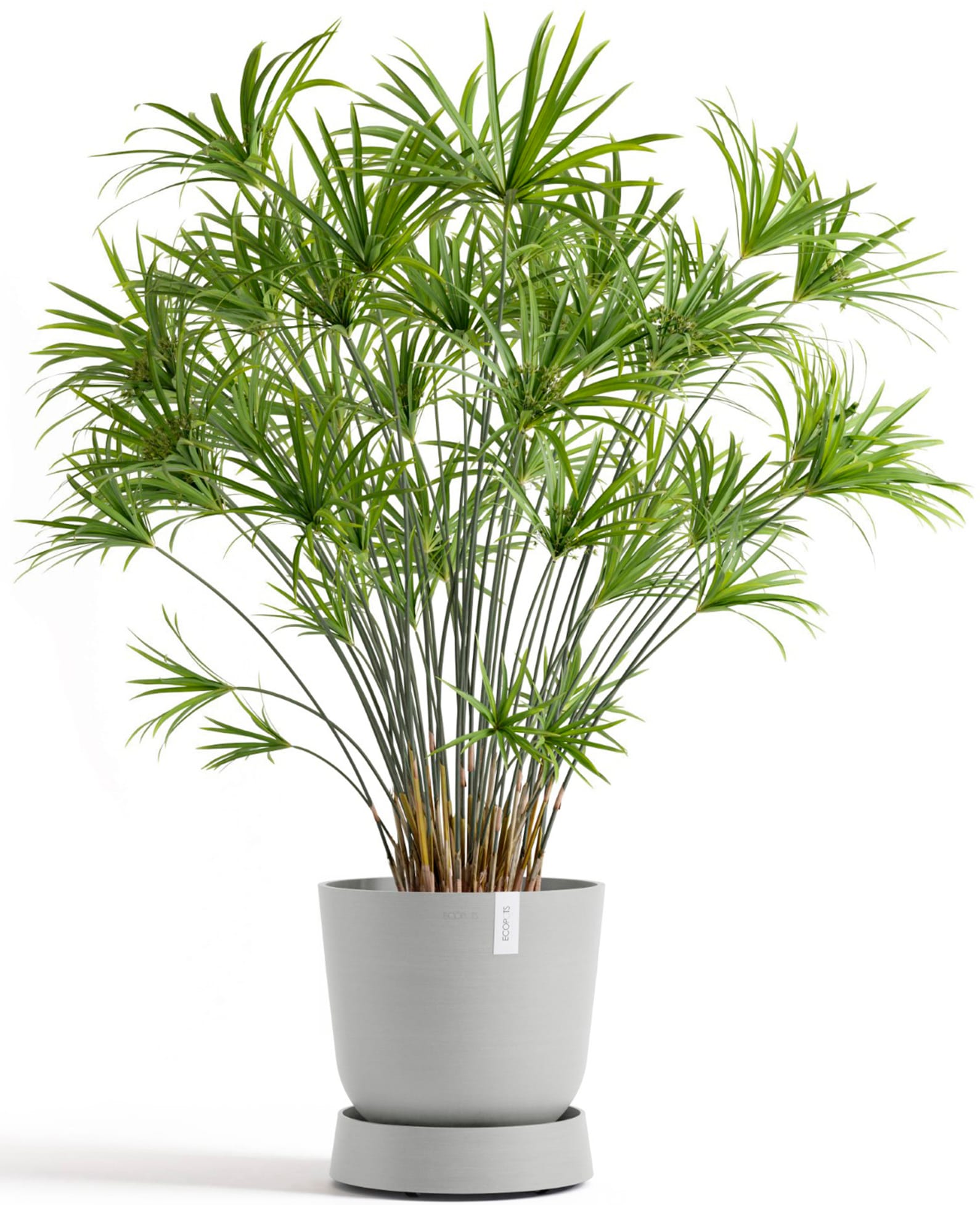 ECOPOTS Topfuntersetzer »mit Rollen Oslo 35 Weißgrau«, für innen und außen: frostsicher, bruchsicher und lichtbeständig