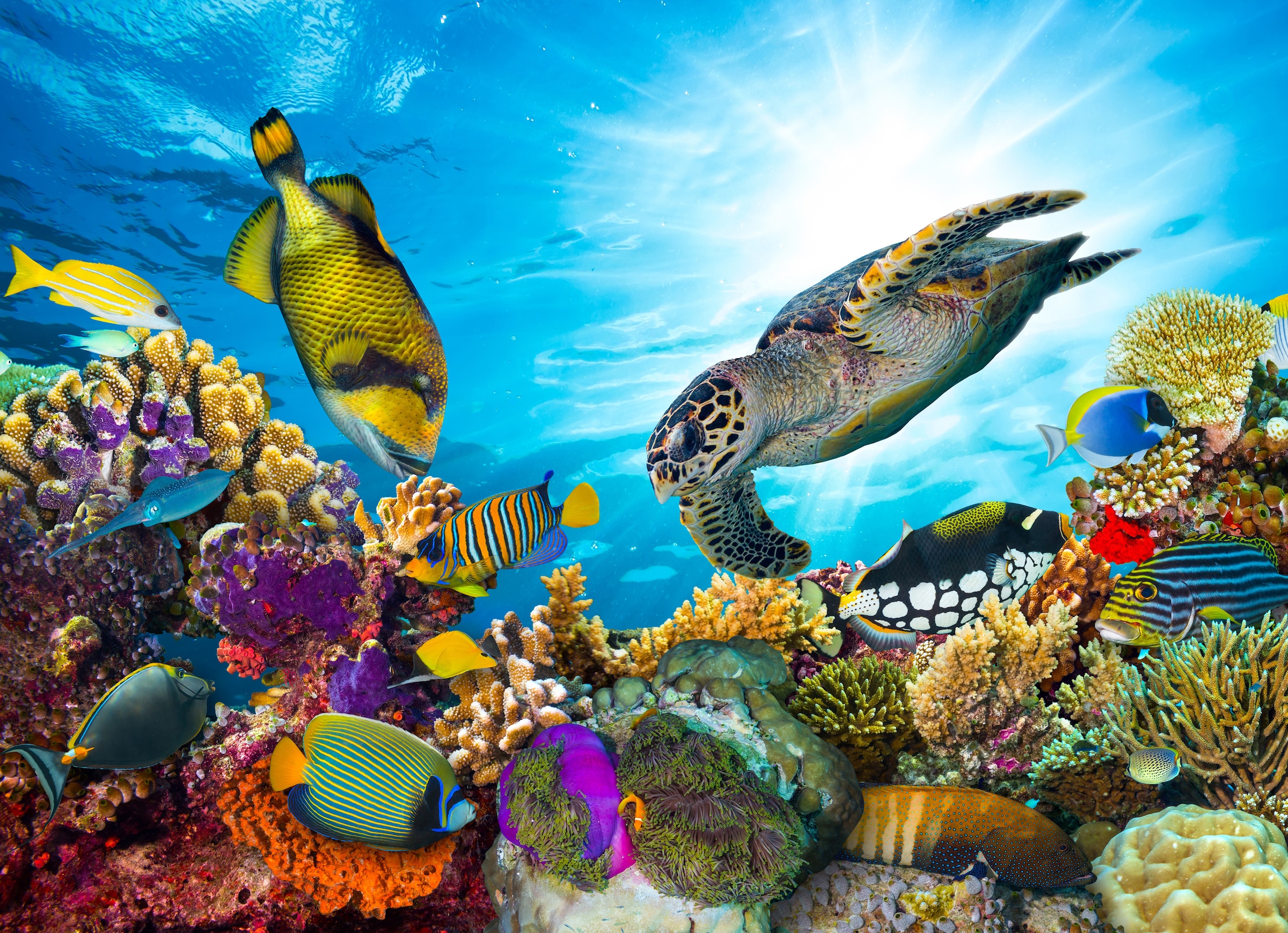 Papermoon Fototapete »Coral Reef Fiji« glatt günstig online kaufen