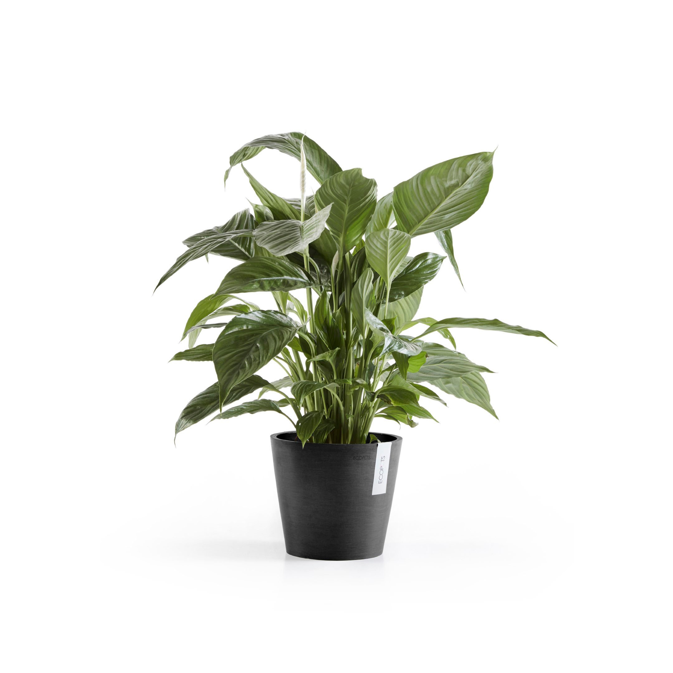 ECOPOTS Blumentopf »Amsterdam«, ØxH: 20x17,5 cm