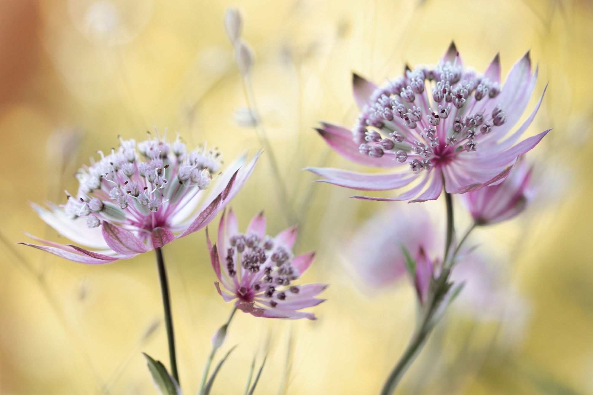 Papermoon Fototapete »Photo-Art MANDY DISHER, ASTRANTIA-MAJOR« günstig online kaufen