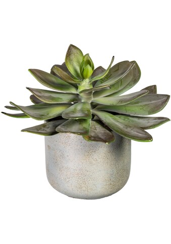 Creativ green Künstliche Zimmerpflanze »Echeveria XL im Zementtopf«, (1 St.) kaufen