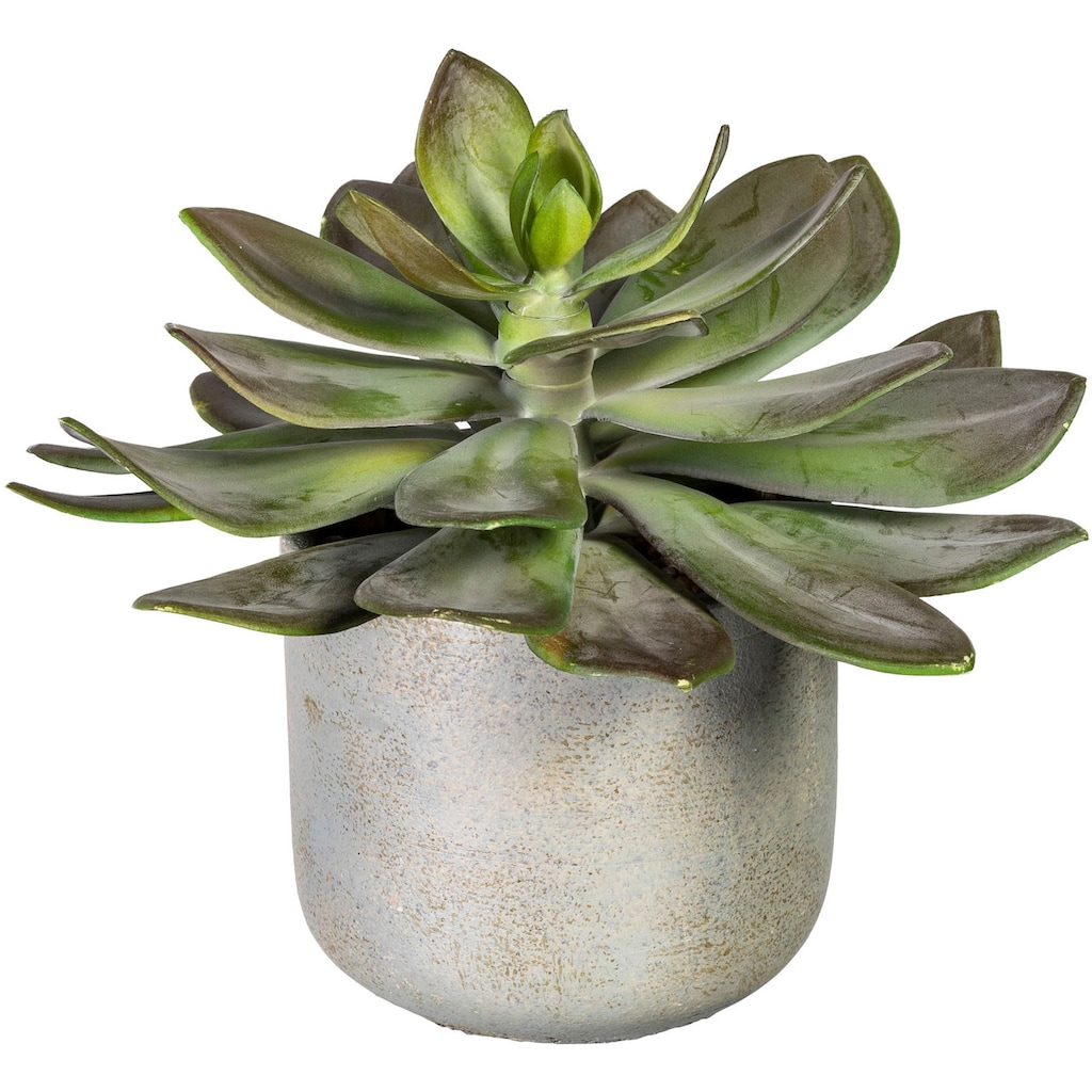 Creativ green Künstliche Zimmerpflanze »Echeveria XL im Zementtopf«