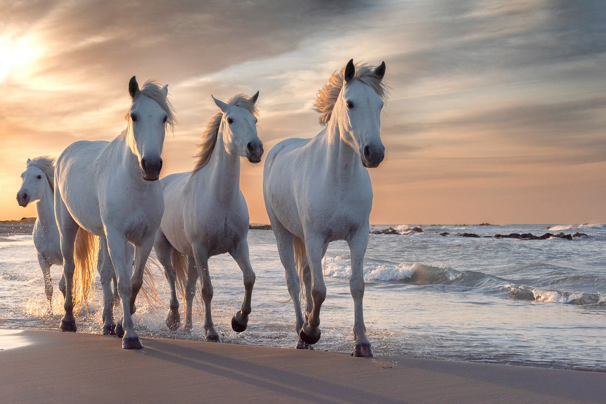 Papermoon Fototapete »Pferde am strand«
