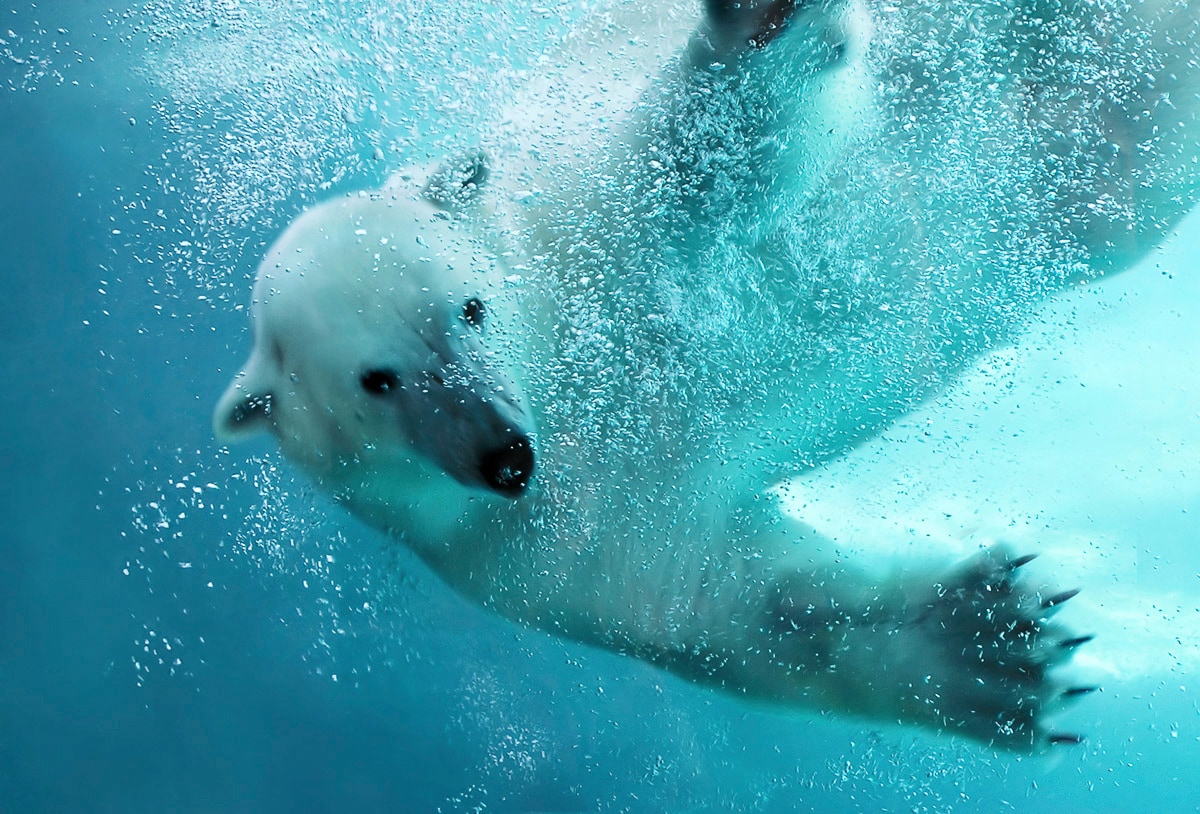 Papermoon Fototapete »Eisbär unterwasser« günstig online kaufen