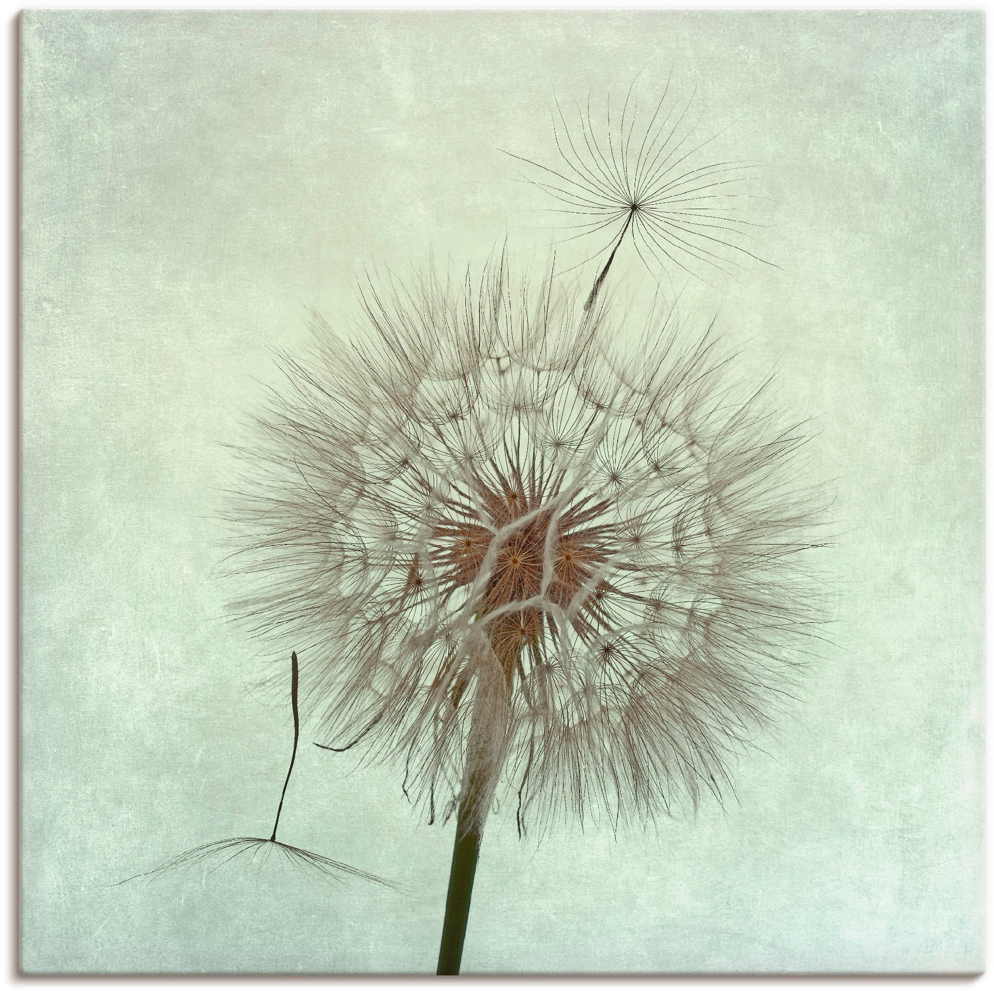 Artland Wandbild »Pusteblume II«, Blumen, (1 St.), als Leinwandbild, Poster günstig online kaufen