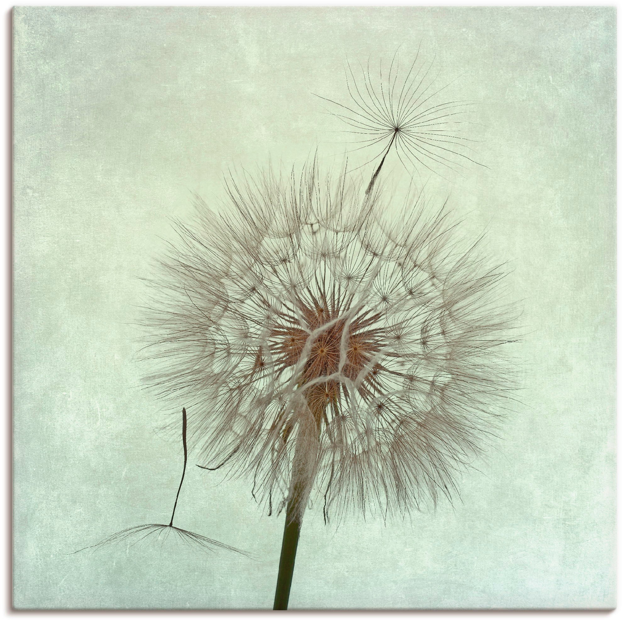 Artland Wandbild »Pusteblume II« Blumen 1 Stk. tlg. als Leinwandbild, Poste günstig online kaufen