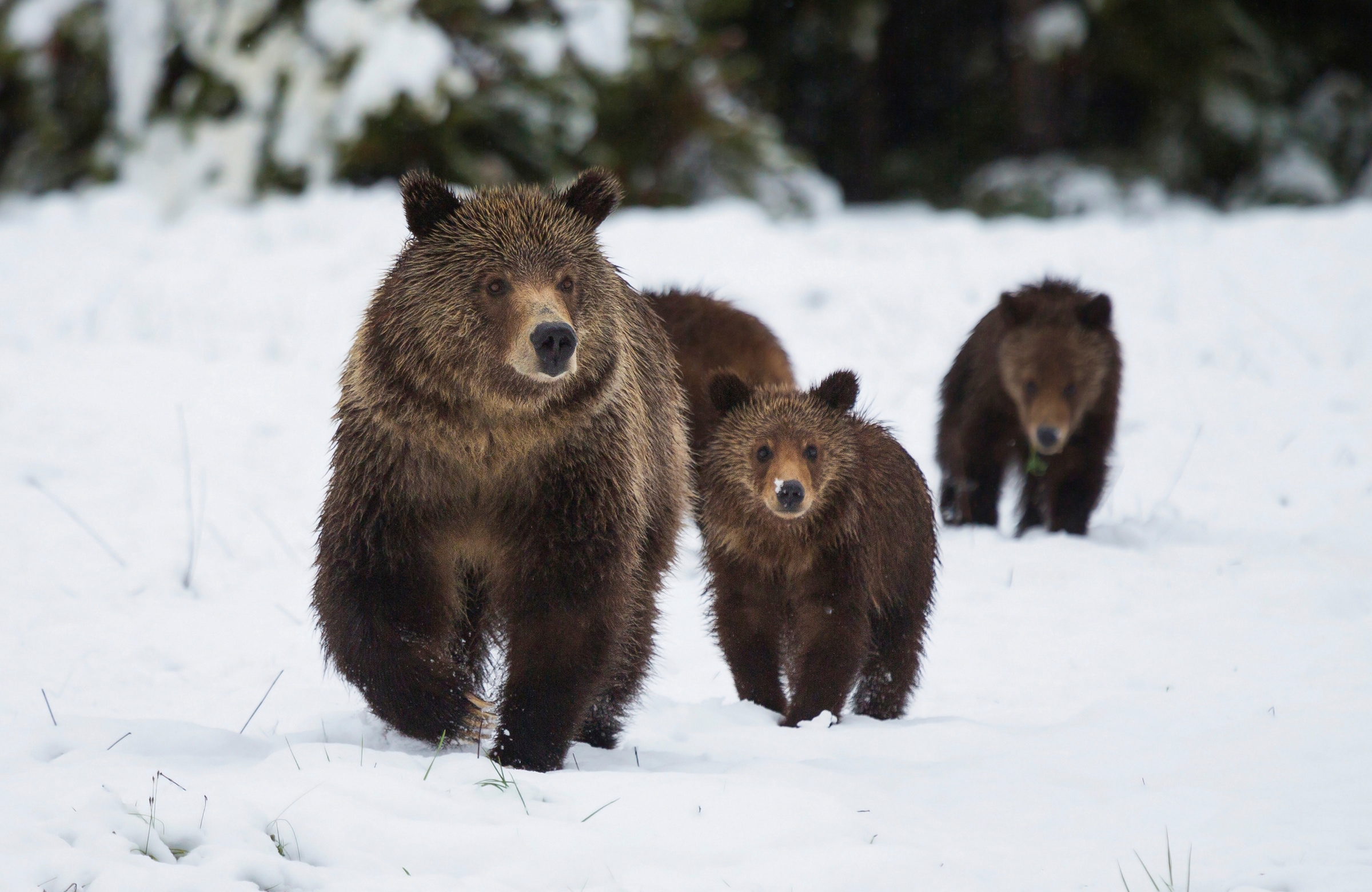 Papermoon Fototapete »GRIZZLEY BÄR-MIT JUNGEN WINTER NATUR WILDE TIERE WALD günstig online kaufen