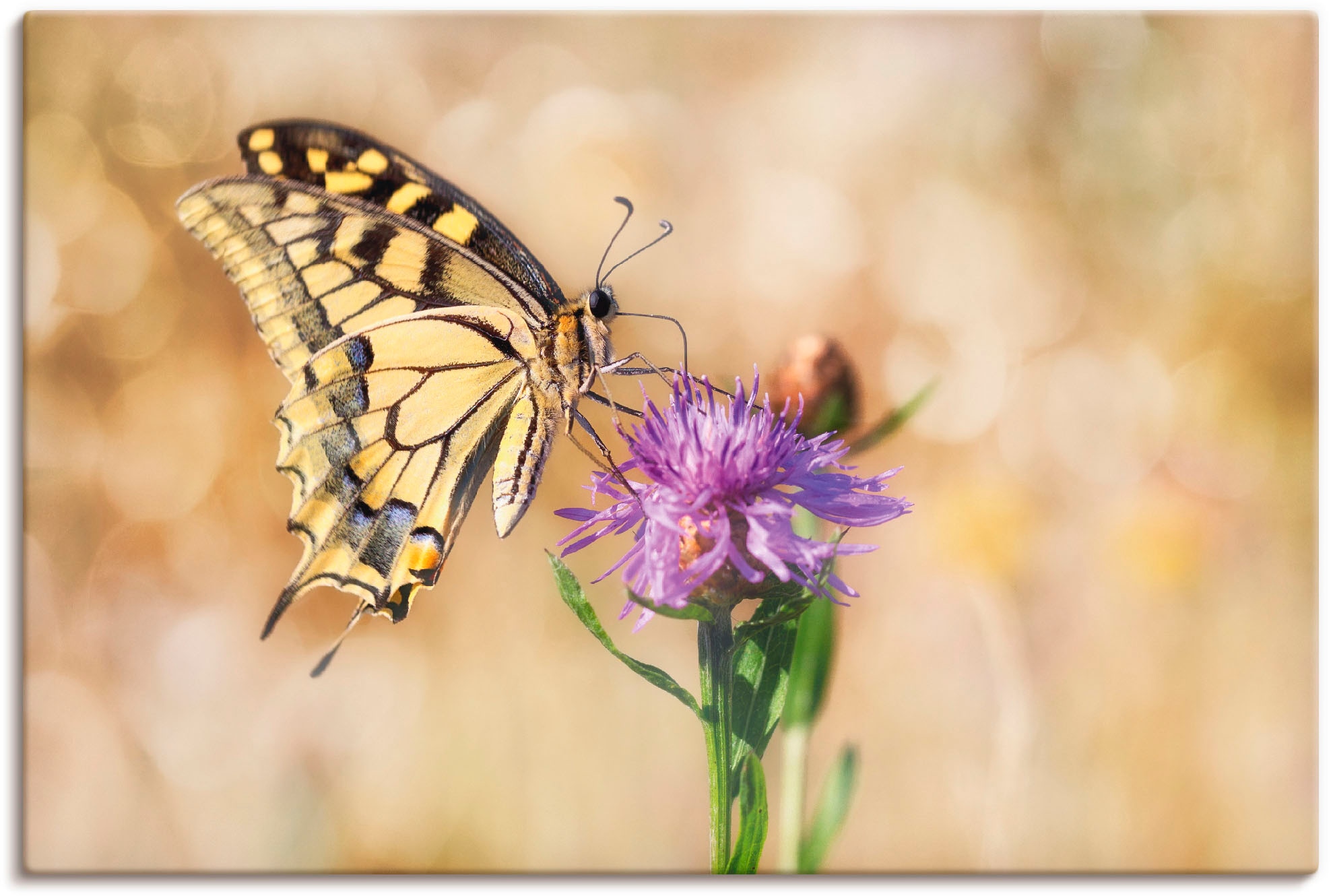 Artland Leinwandbild »Schwalbenschwanzschmetterling«, Insekten, (1 St.), au günstig online kaufen