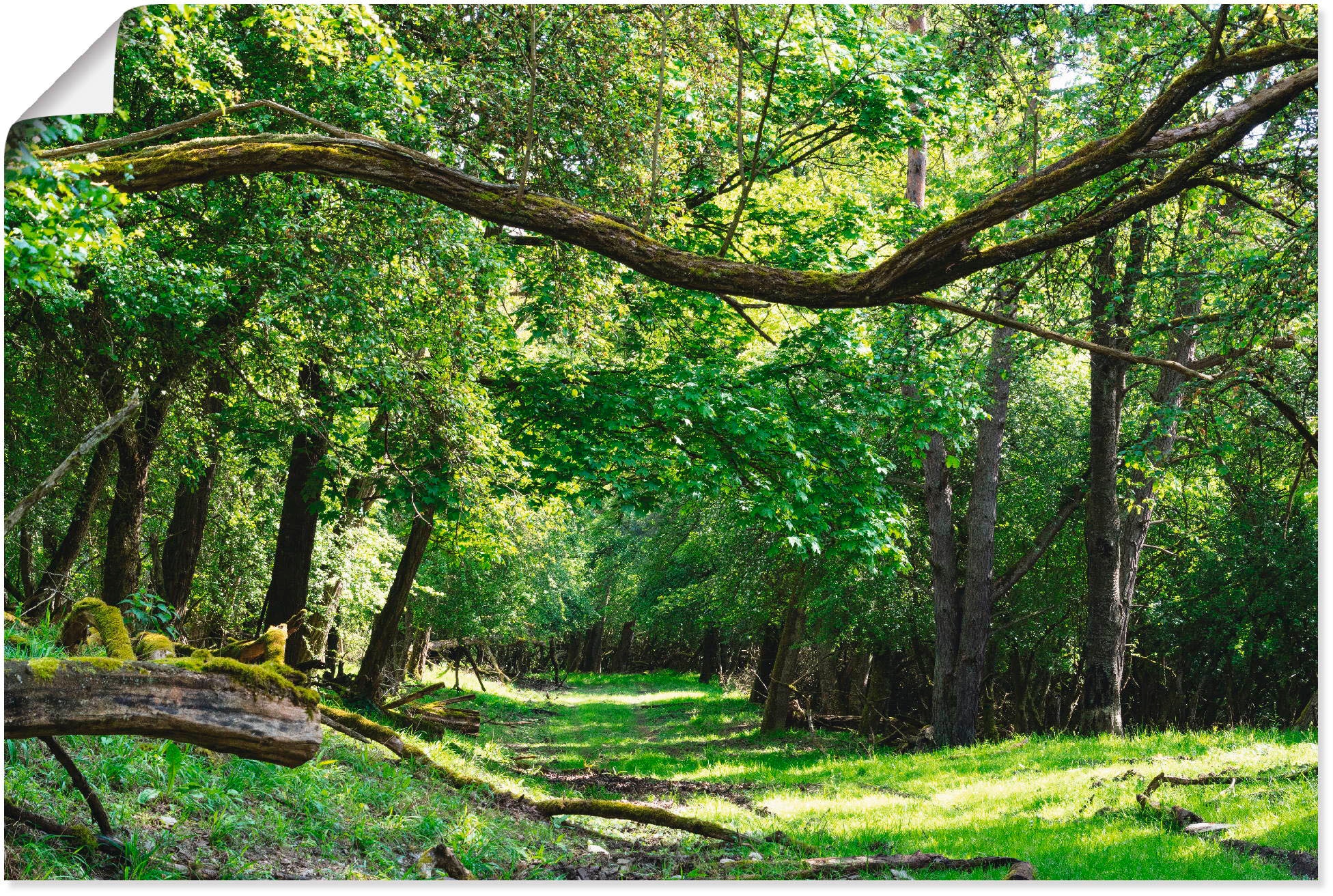 Artland Wandbild »Auf grünem Weg durch den grünen Wald«, Wald, (1 St.), als Alubild, Outdoorbild, Leinwandbild, Poster in verschied. Größen