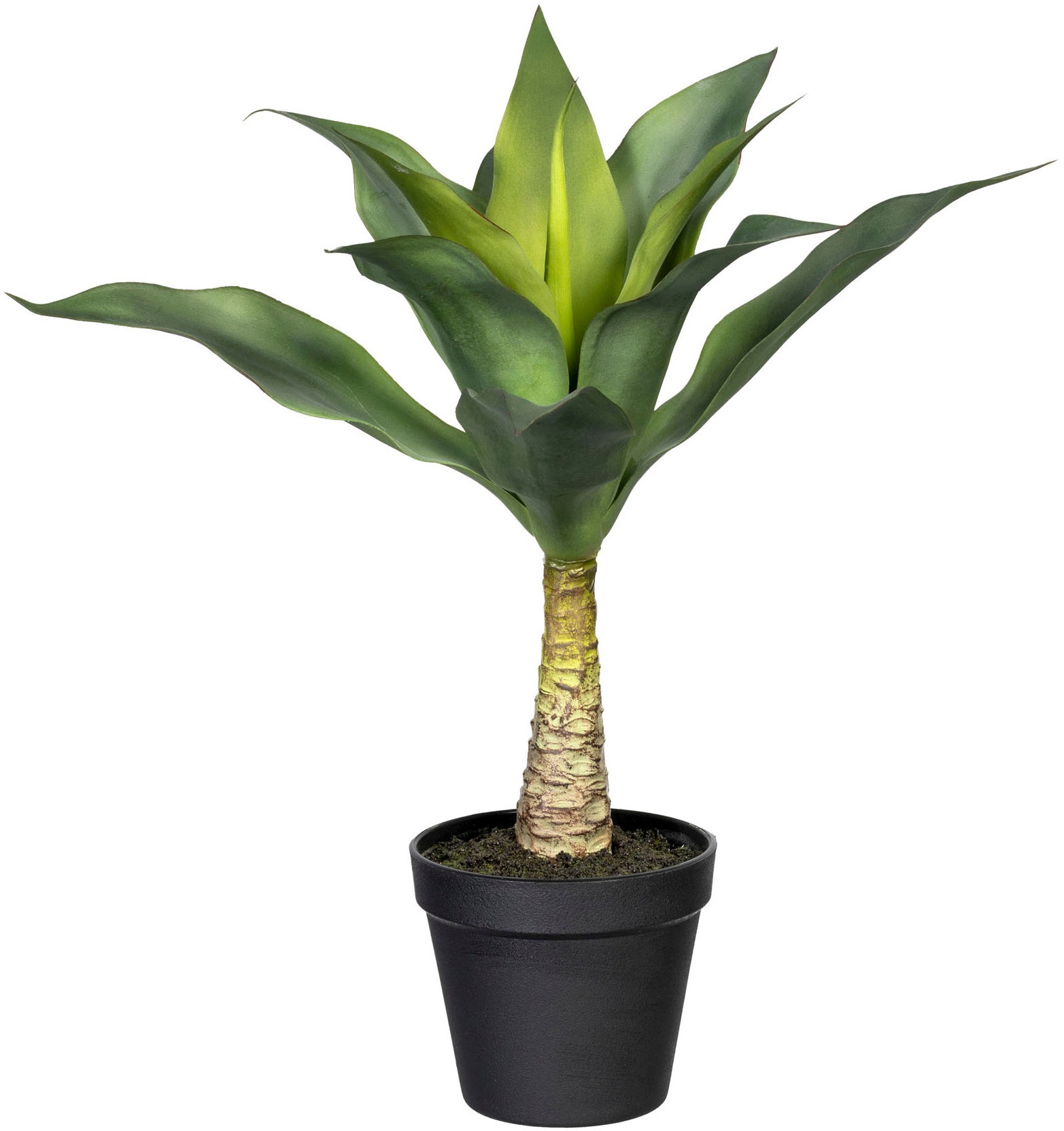 Creativ green Künstliche Zimmerpflanze »Agave mit Stamm«, (1 St.) kaufen