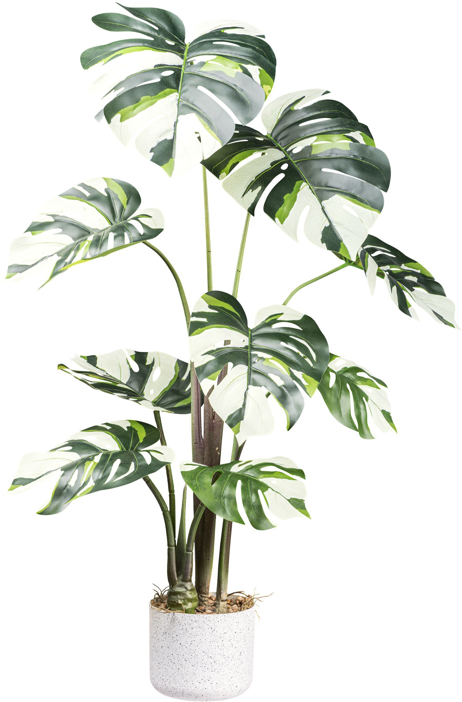 Creativ green Künstliche Zimmerpflanze »Monstera Variegata«, mit außergewöh günstig online kaufen