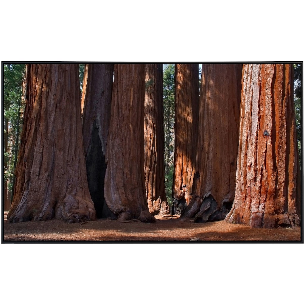 Papermoon Infrarotheizung »Große Bäume«