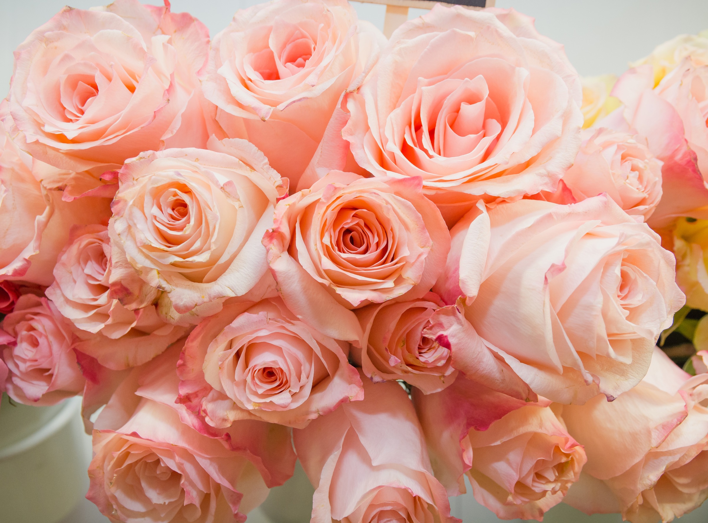 Papermoon Fototapete »Pink Roses« glatt günstig online kaufen
