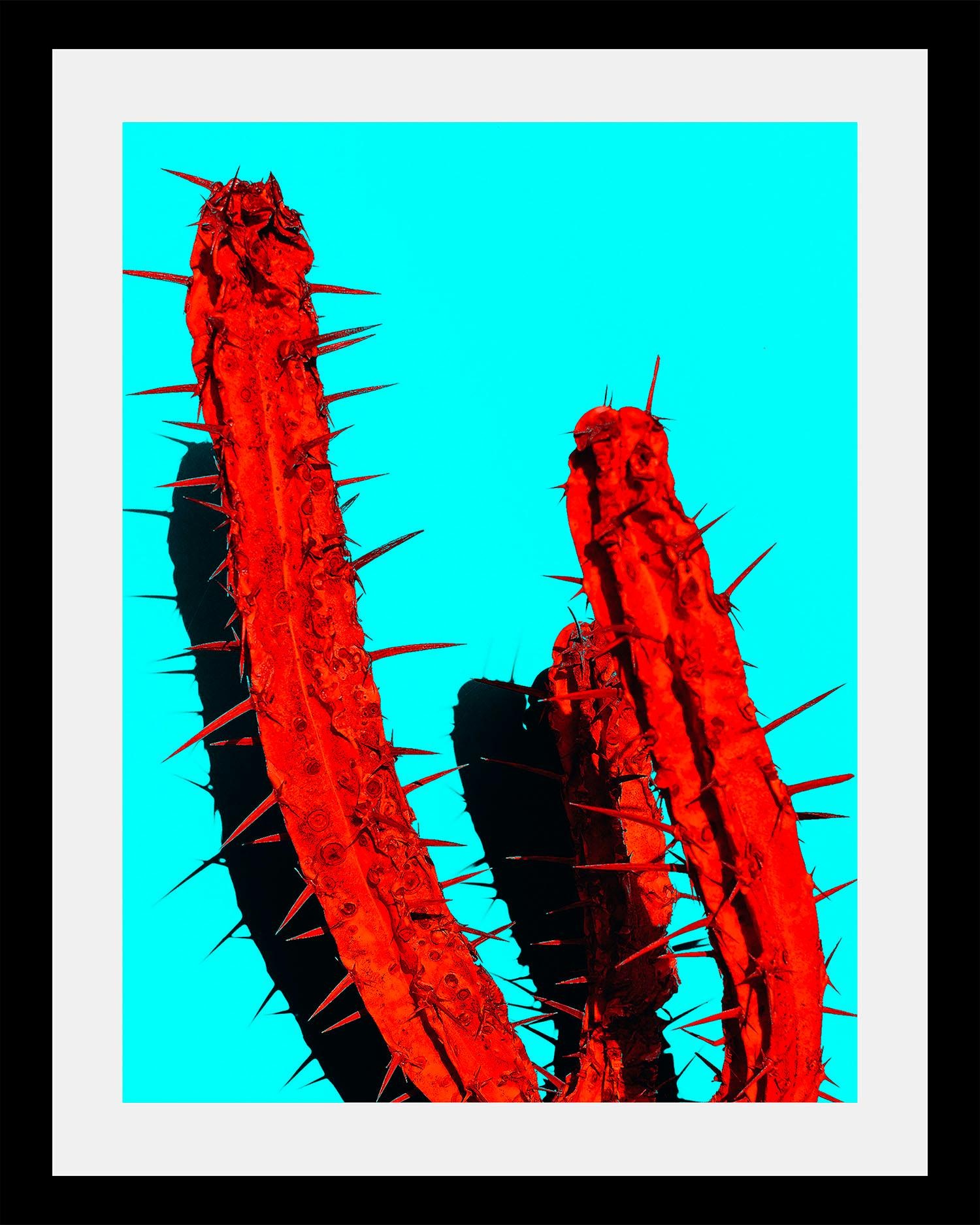 queence Bild »Kaktus«, Kunst-Pflanzen-Foto-Pflanzenbilder, HD Premium Poste günstig online kaufen