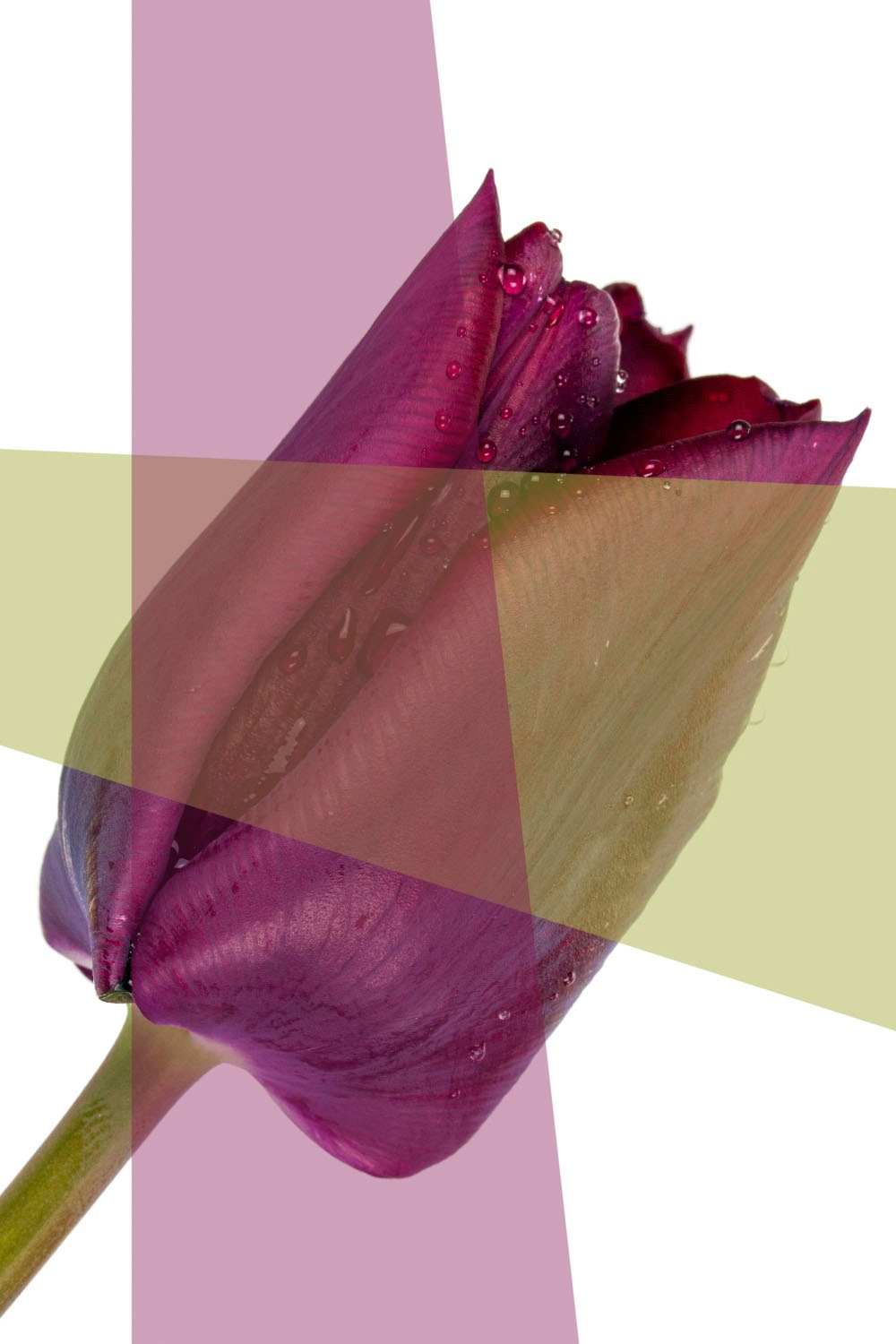 queence Acrylglasbild »Blume« Blumen   Blumenbilder   Blätter   Blätterbild günstig online kaufen