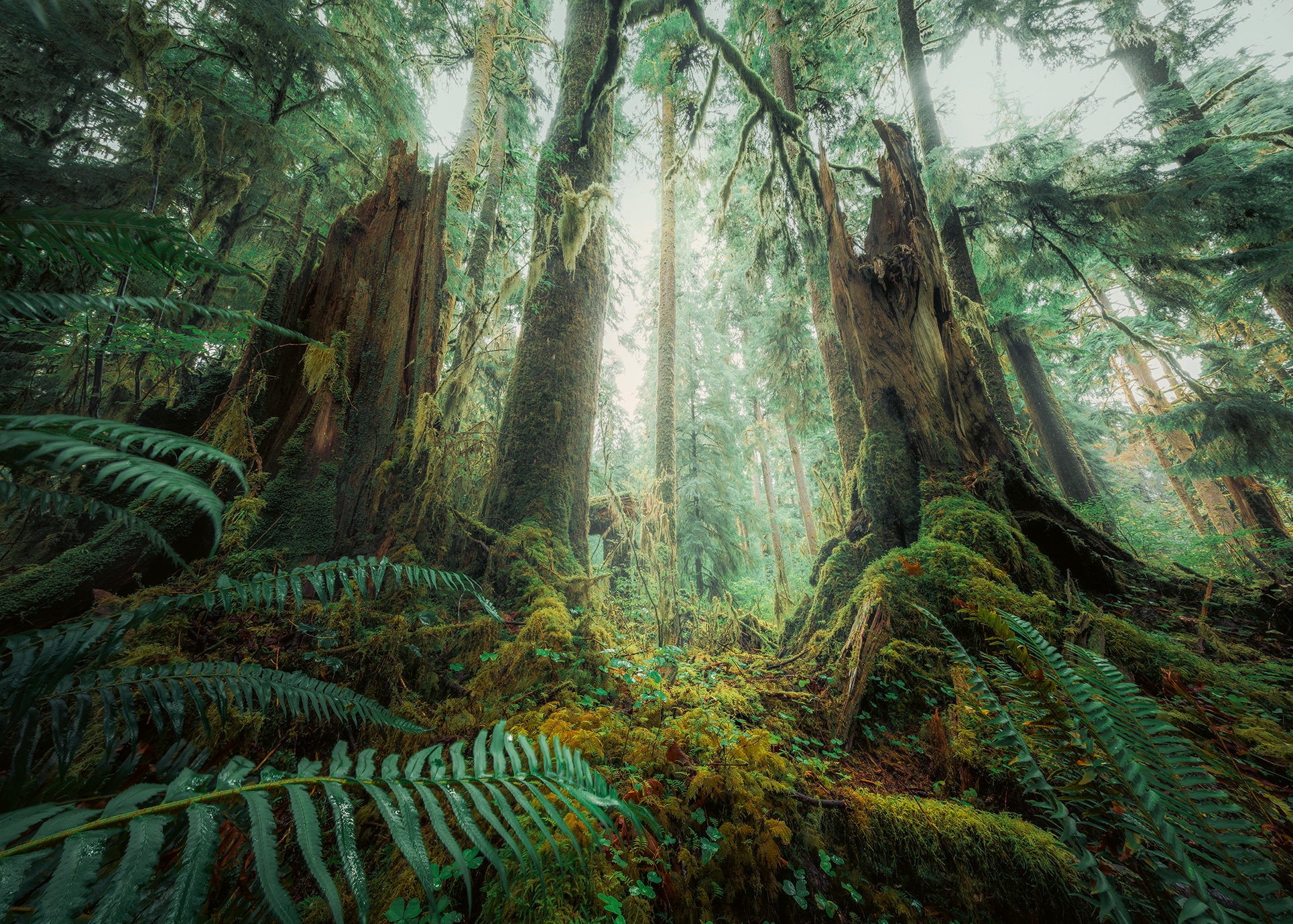 Ravensburger Puzzle »power of nature, Faszinierender Wald«, Made in Germany