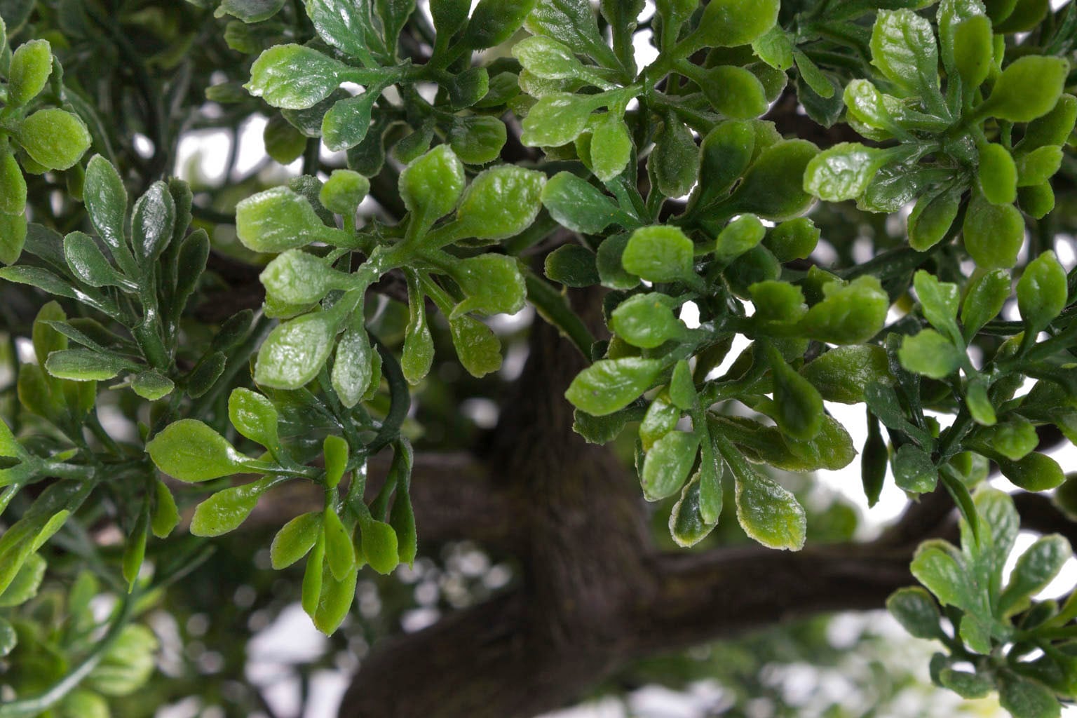 Botanic-Haus Kunstbonsai »Ficus Bonsai«