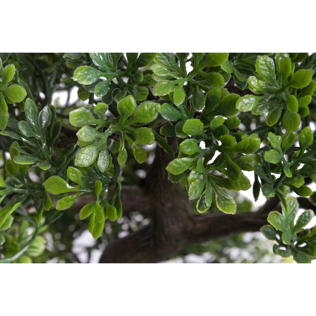 Botanic-Haus Kunstbonsai »Ficus Bonsai«