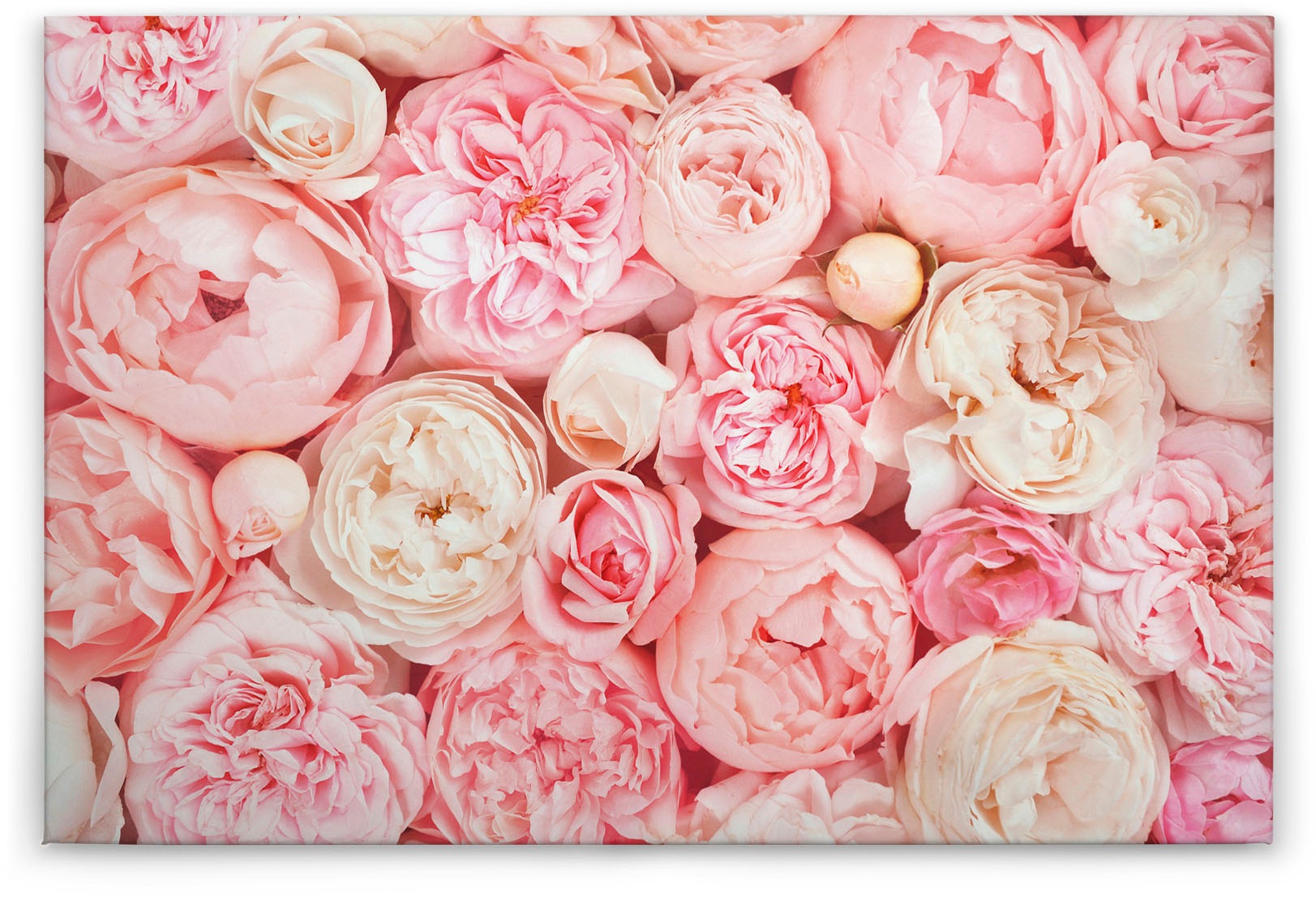 A.S. Création Leinwandbild »Roses«, Kunst-Blumen-Kinder, (1 St.), Romantische Rosen Rosenbild Keilrahmen Leinwand-Bild Wohnzimmer modern