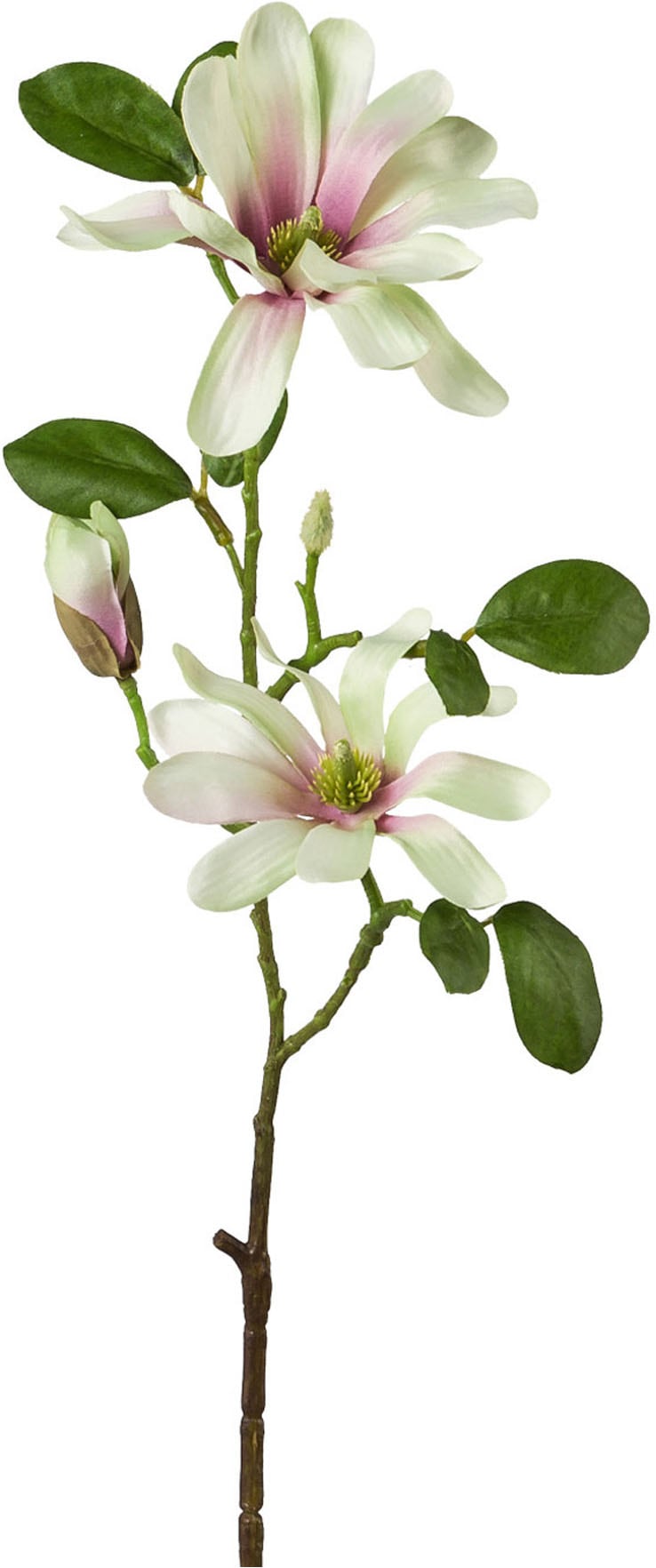 Creativ green Kunstblumenstrauß »Magnolienzweige in Vase« mit traumhaft schönen Blüten
