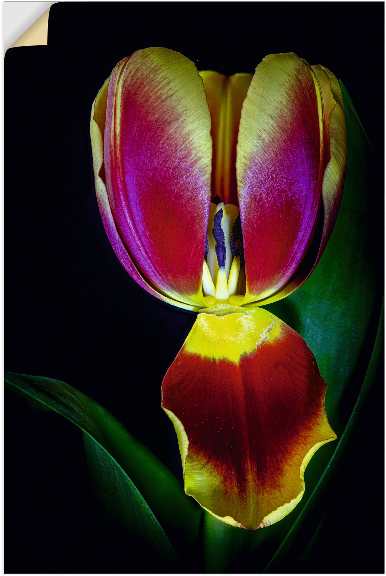 Artland Wandbild »Tulpenblüte«, Blumenbilder, (1 St.), als Alubild,  Leinwandbild, Wandaufkleber oder Poster in versch. Größen online kaufen | Poster