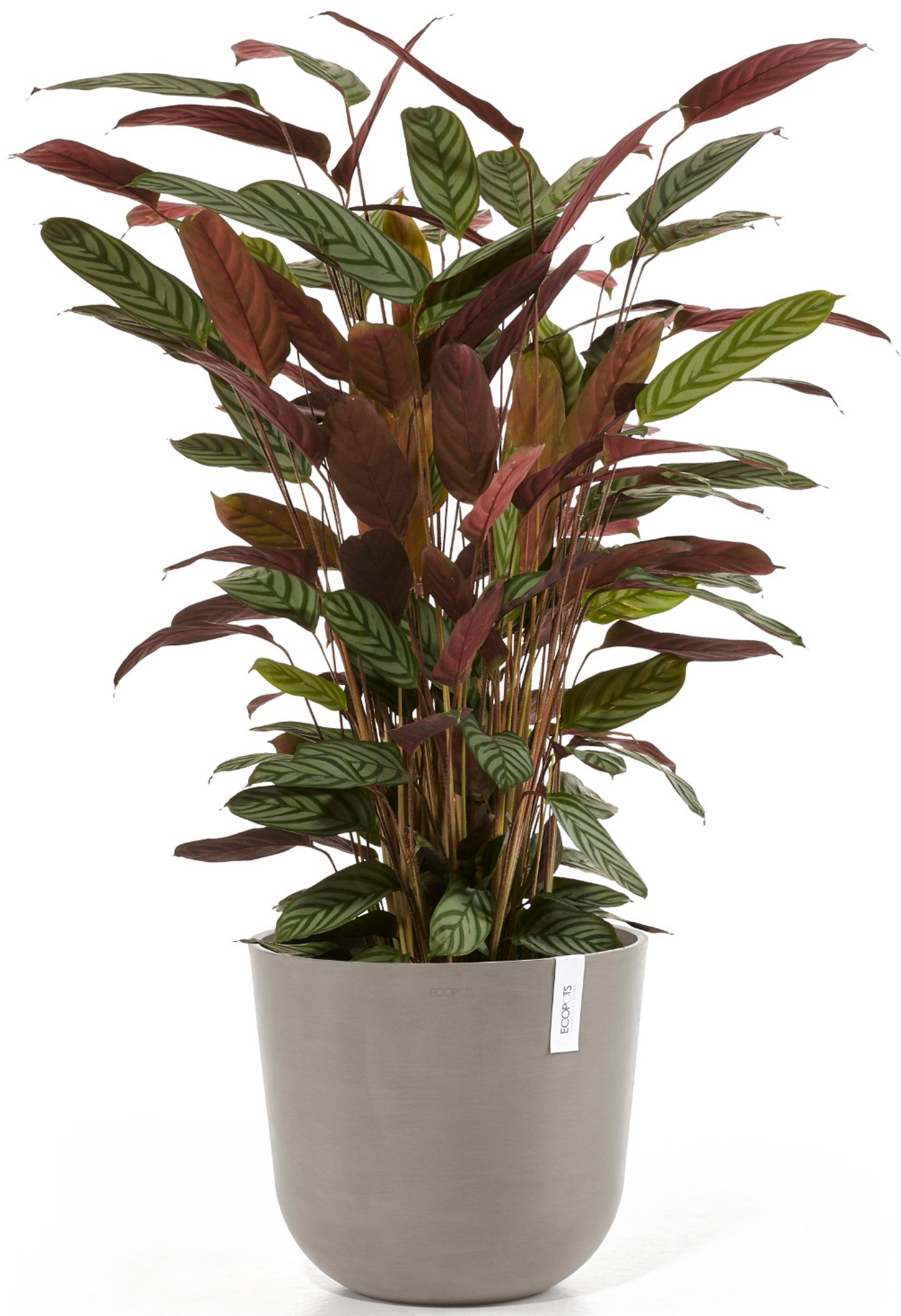 ECOPOTS Blumentopf »Oslo 35 Taupe«, für innen und außen: frostsicher, bruchsicher und lichtbeständig