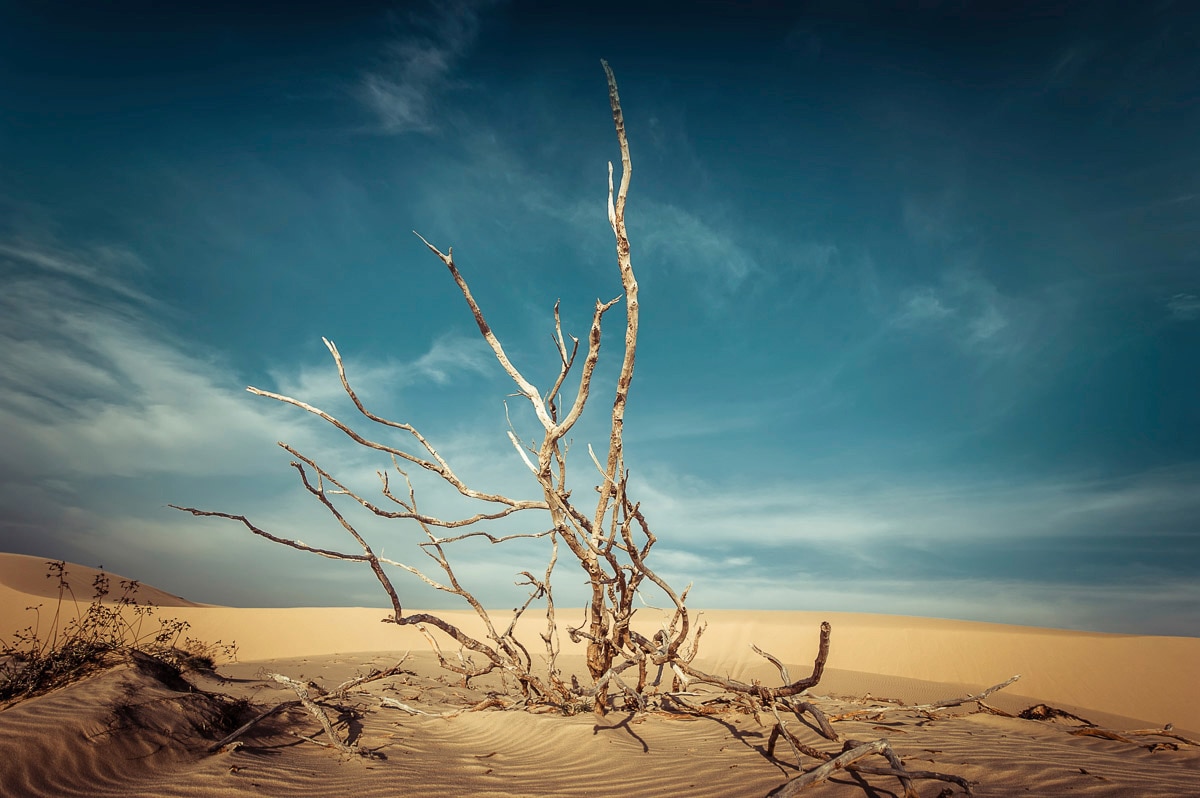 Papermoon Fototapete »Toter Baum in Wüste« günstig online kaufen