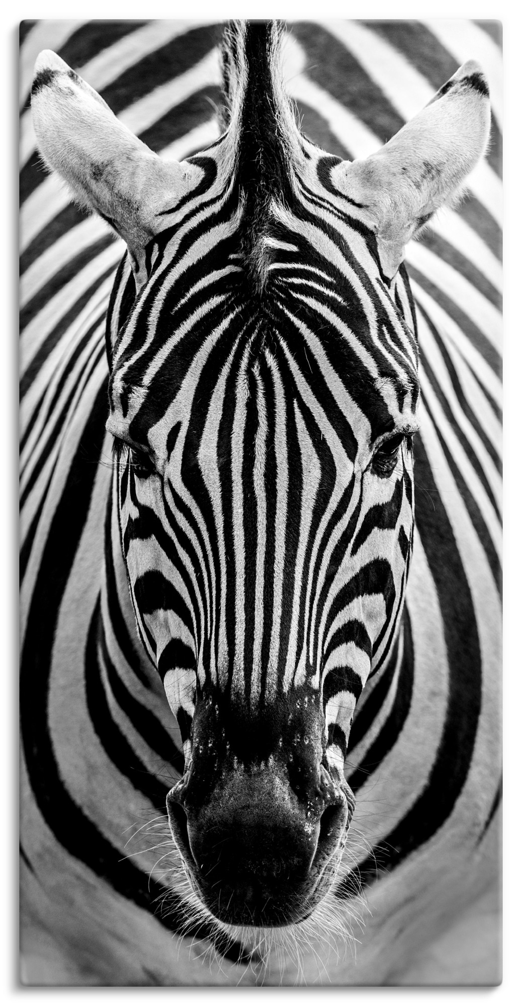 Artland Wandbild "Zebra", Wildtiere, (1 St.), als Leinwandbild, Poster, Wan günstig online kaufen