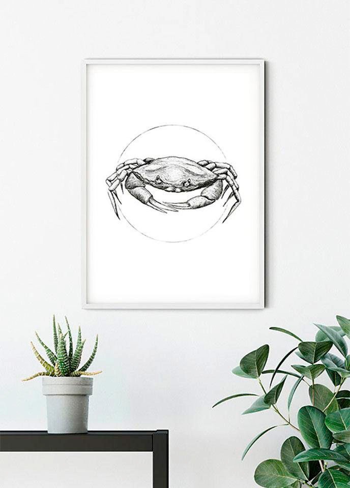 Komar Bild »Crab White«, Tiere, (1 St.), Wandbild zur Dekoration - ohne Rahmen
