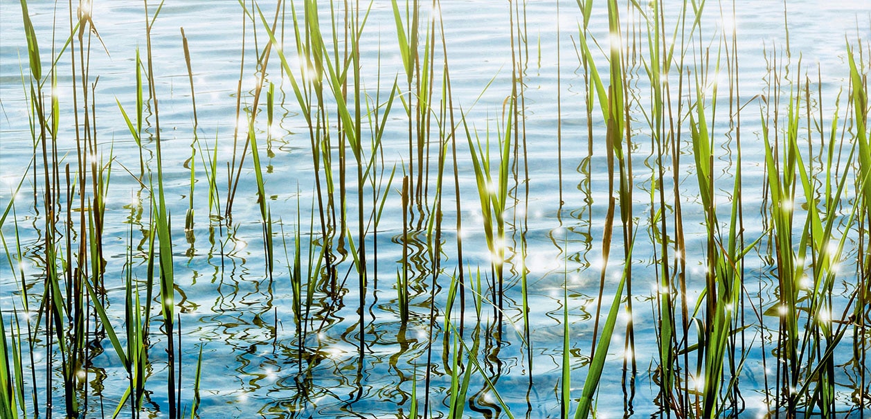 EXPRESS KÜCHEN Küchenrückwand »Seegras« bunt