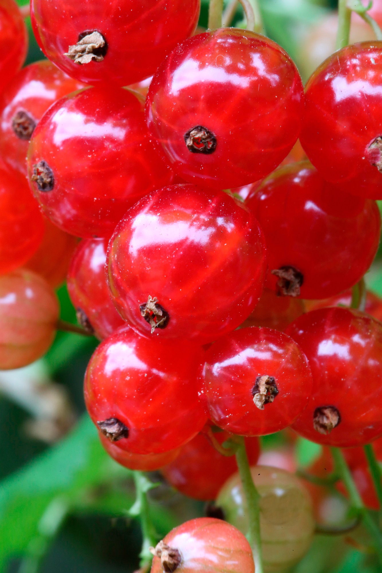 BCM Obstpflanze »Säulenobst Johannisbeere 'Red Poll' rot«, (2 St