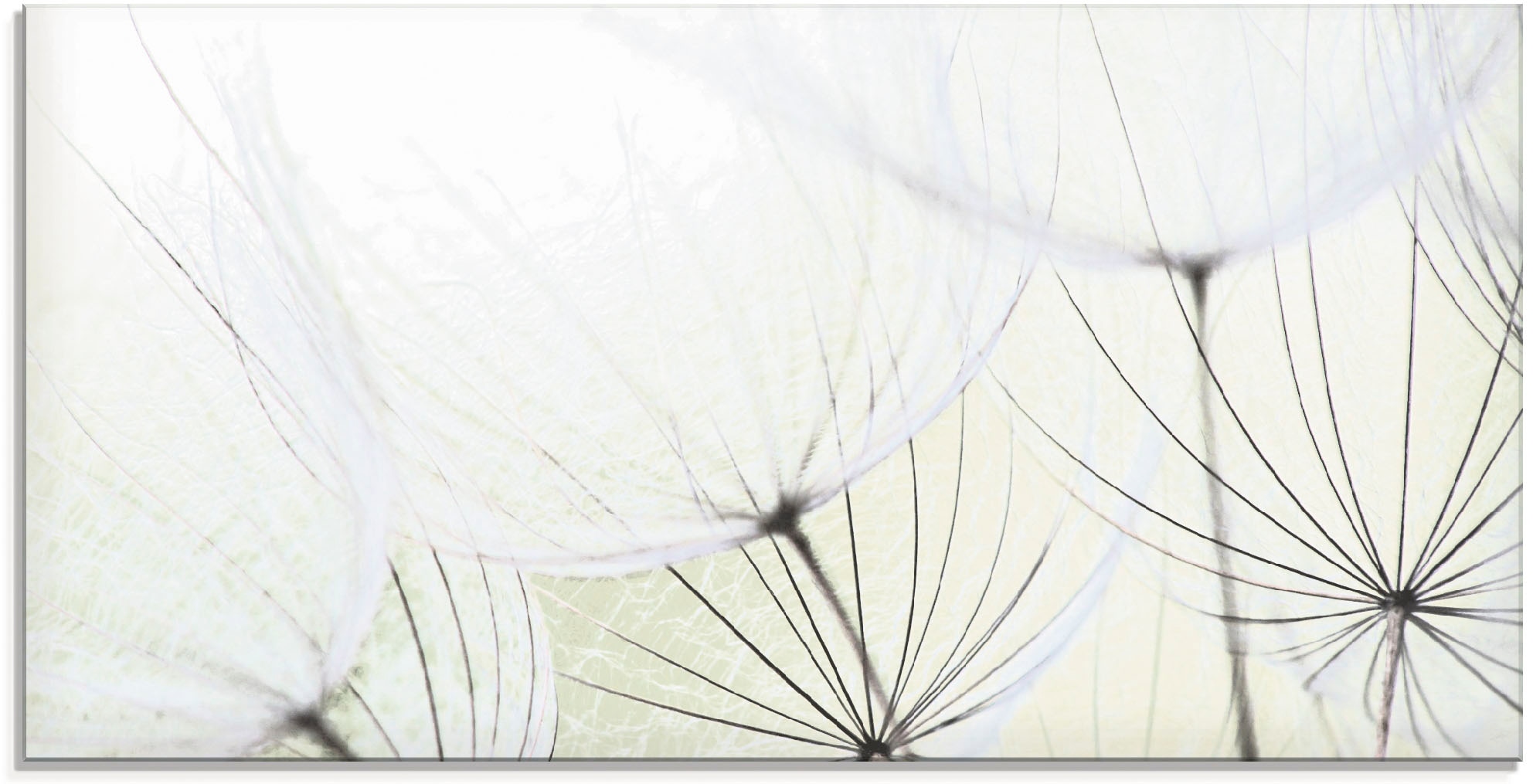 Artland Glasbild »Pusteblumen-Samen aufgehellt«, Blumen, (1 St.), in versch günstig online kaufen