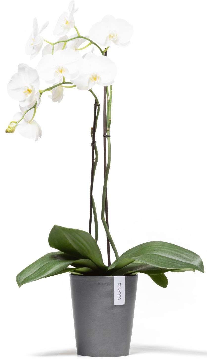 ECOPOTS Blumentopf »Morinda Orchidee 17 Grau« für den Innenbereich