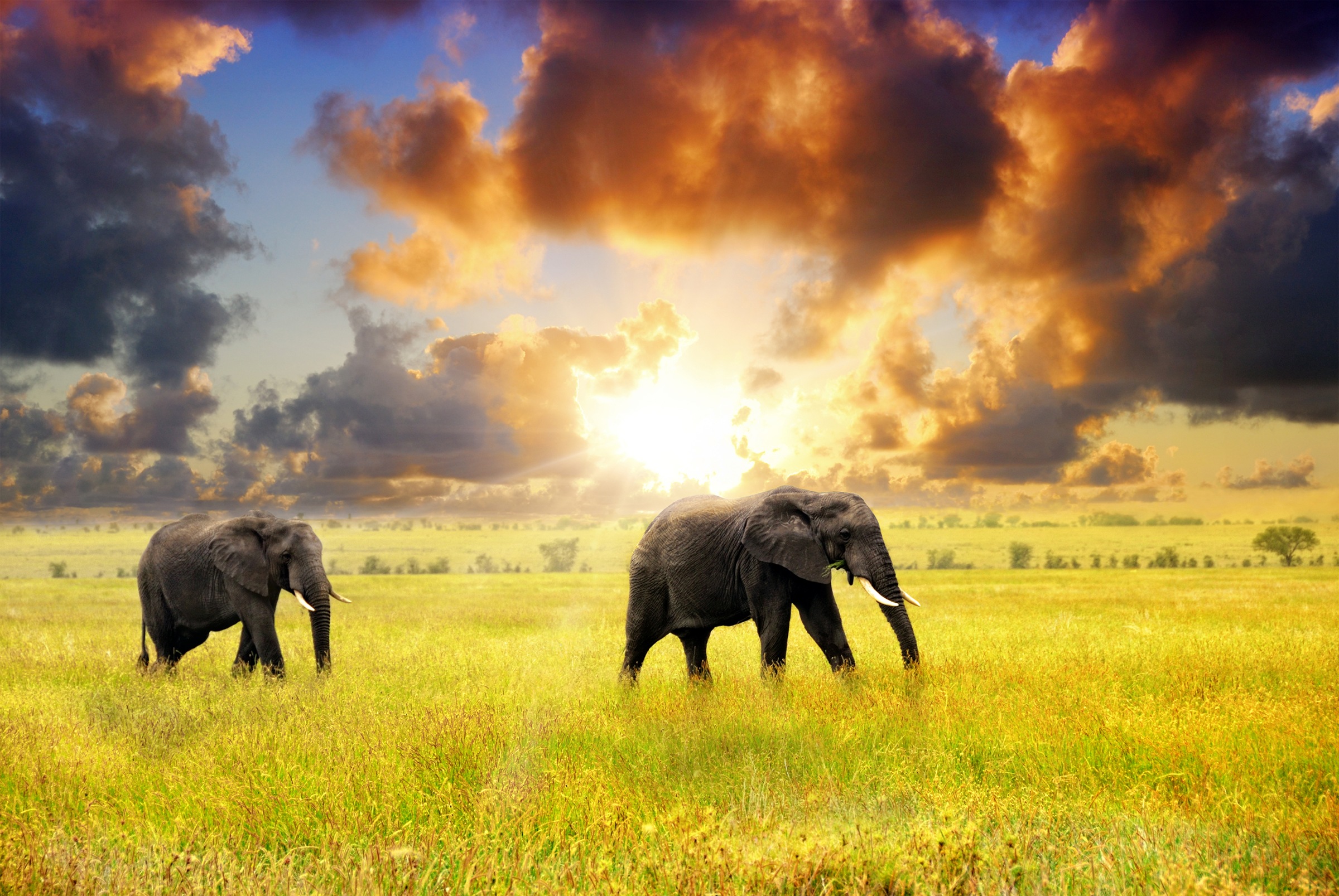 Papermoon Fototapete »African Elephants« glatt günstig online kaufen