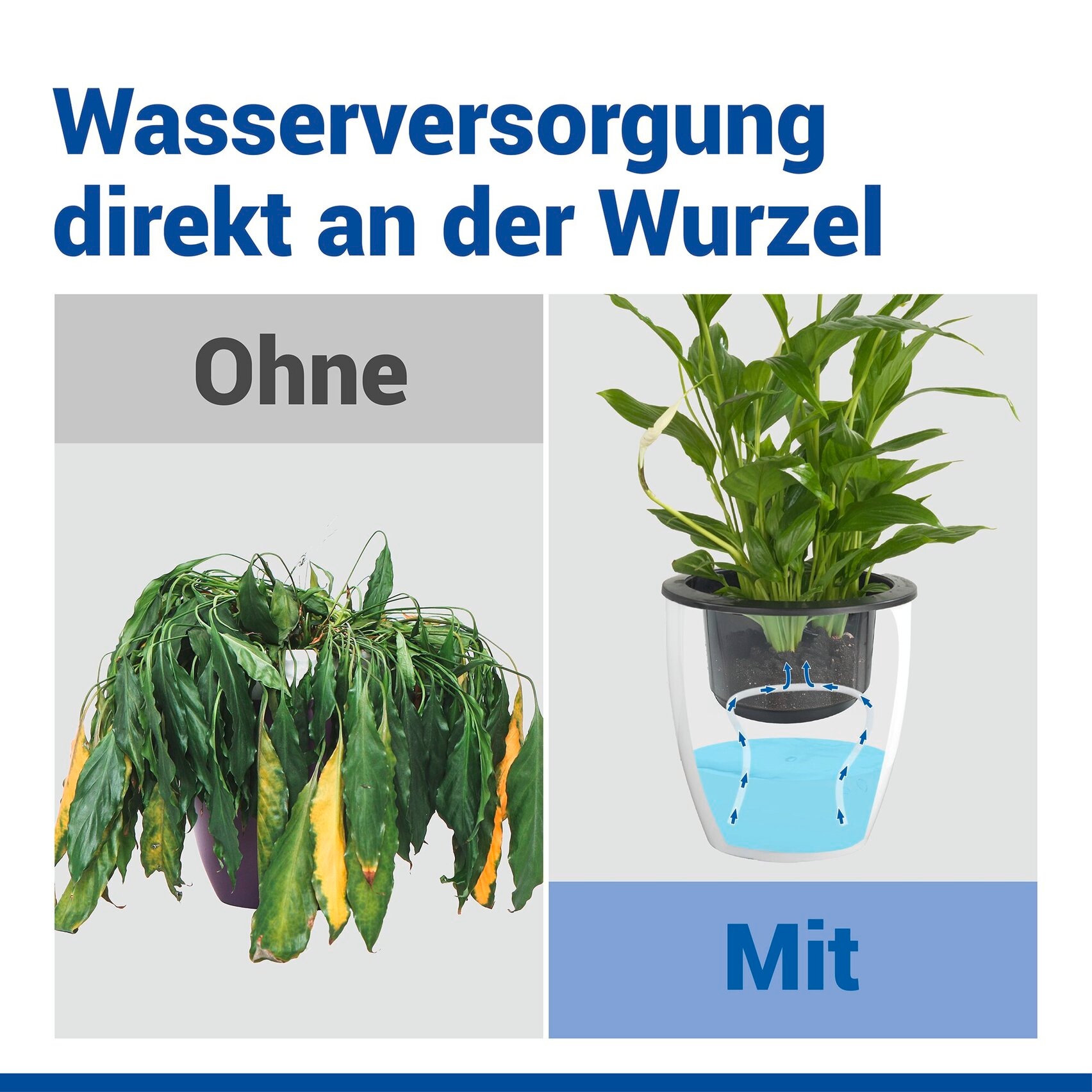 Maximex Pflanzschale »Selbstbewässernde Pflanztöpfe« 18x19 cm, mit Wasserstandsanzeige