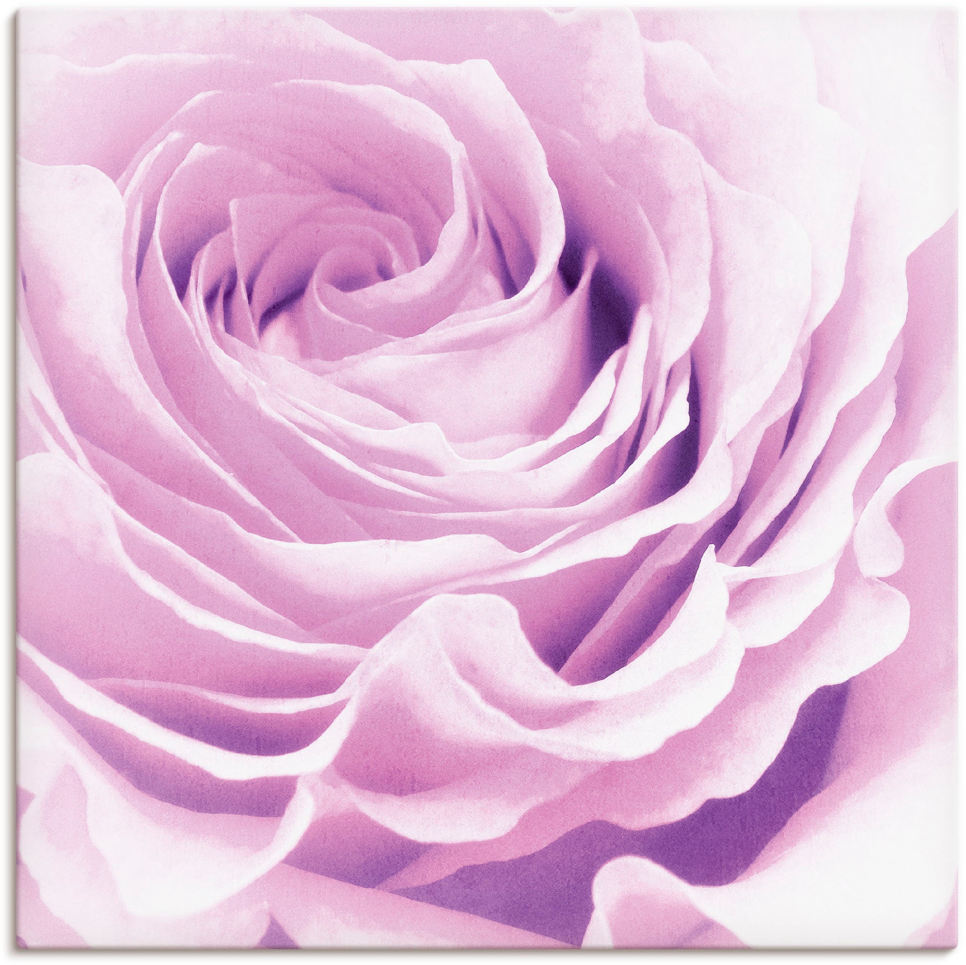 Artland Wandbild "Pastell Rose", Blumen, (1 St.), als Leinwandbild, Poster, günstig online kaufen