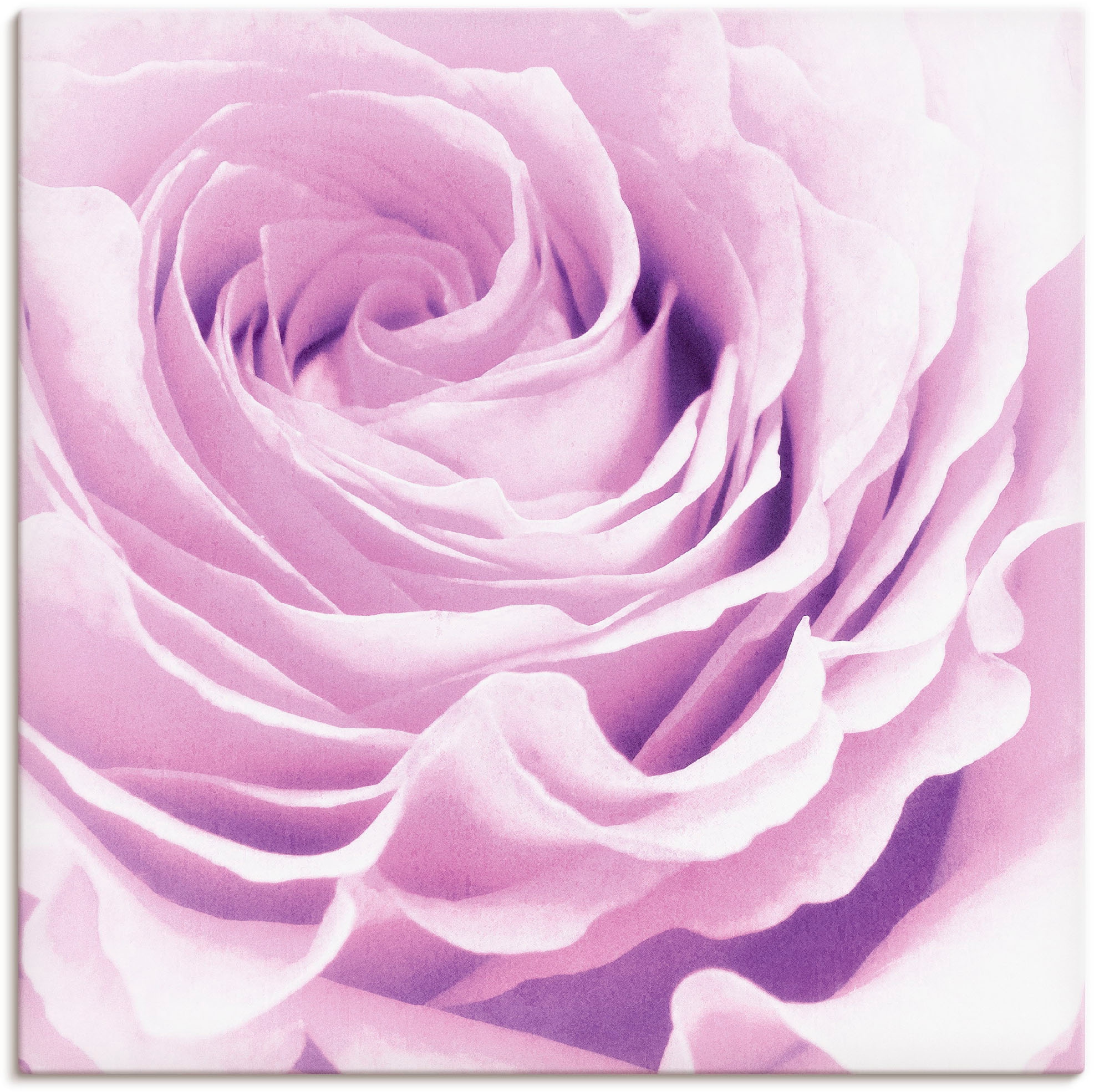 Artland Wandbild »Pastell Rose« Blumen 1 Stk. tlg. als Leinwandbild, Poster günstig online kaufen
