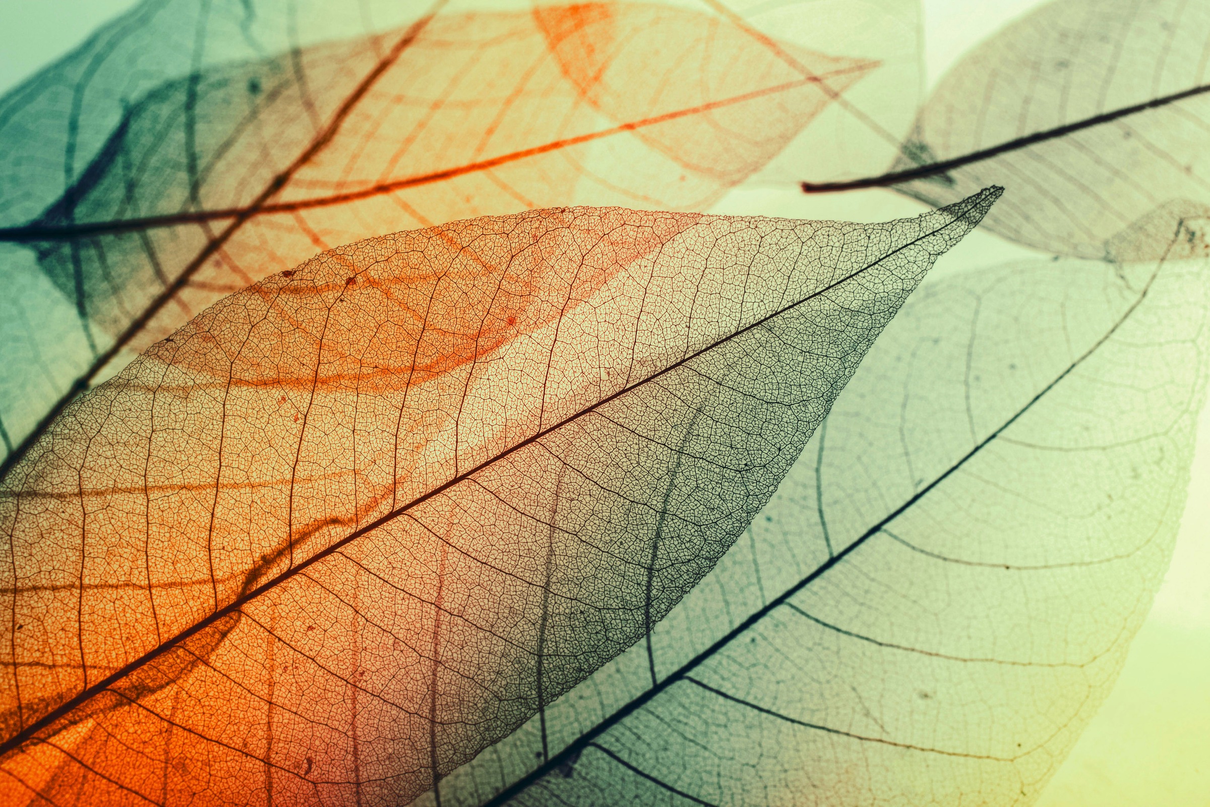 A.S. Création Leinwandbild »Limpid Leaf«, Kunst-Natur-Kinder, (1 St.), Keilrahmen Moderne Blätter Bunt Leinwand-Bild Wohnzimmer modern Kinder