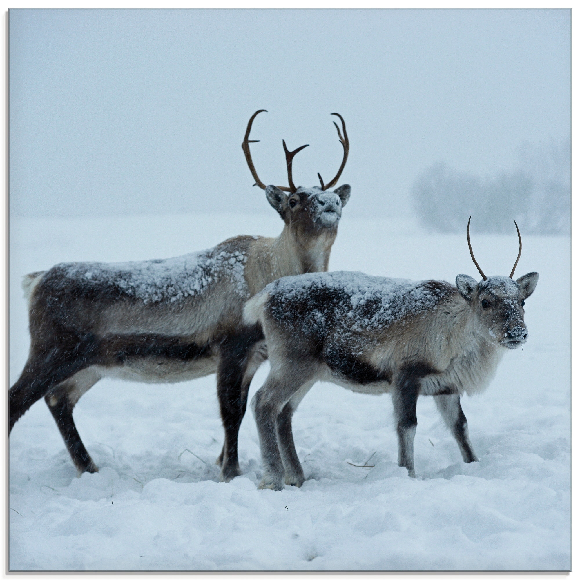 Artland Glasbild »Rentier«, Wildtiere, (1 St.), in verschiedenen Größen günstig online kaufen