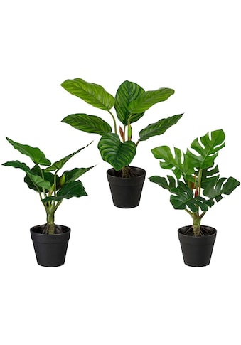 Creativ green Künstliche Zimmerpflanze »Set aus Grünpflanzen«, (3 St.), 3er Set kaufen