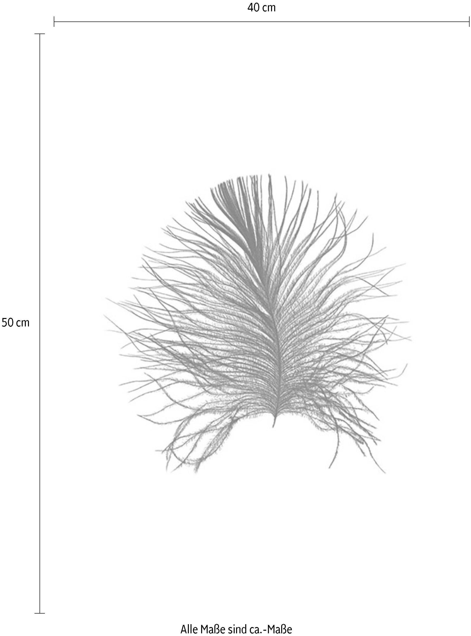 Komar Bild »Feather White« Federn 1 Stk. tlg. Wandbild zur Dekoration - ohne Rahmen