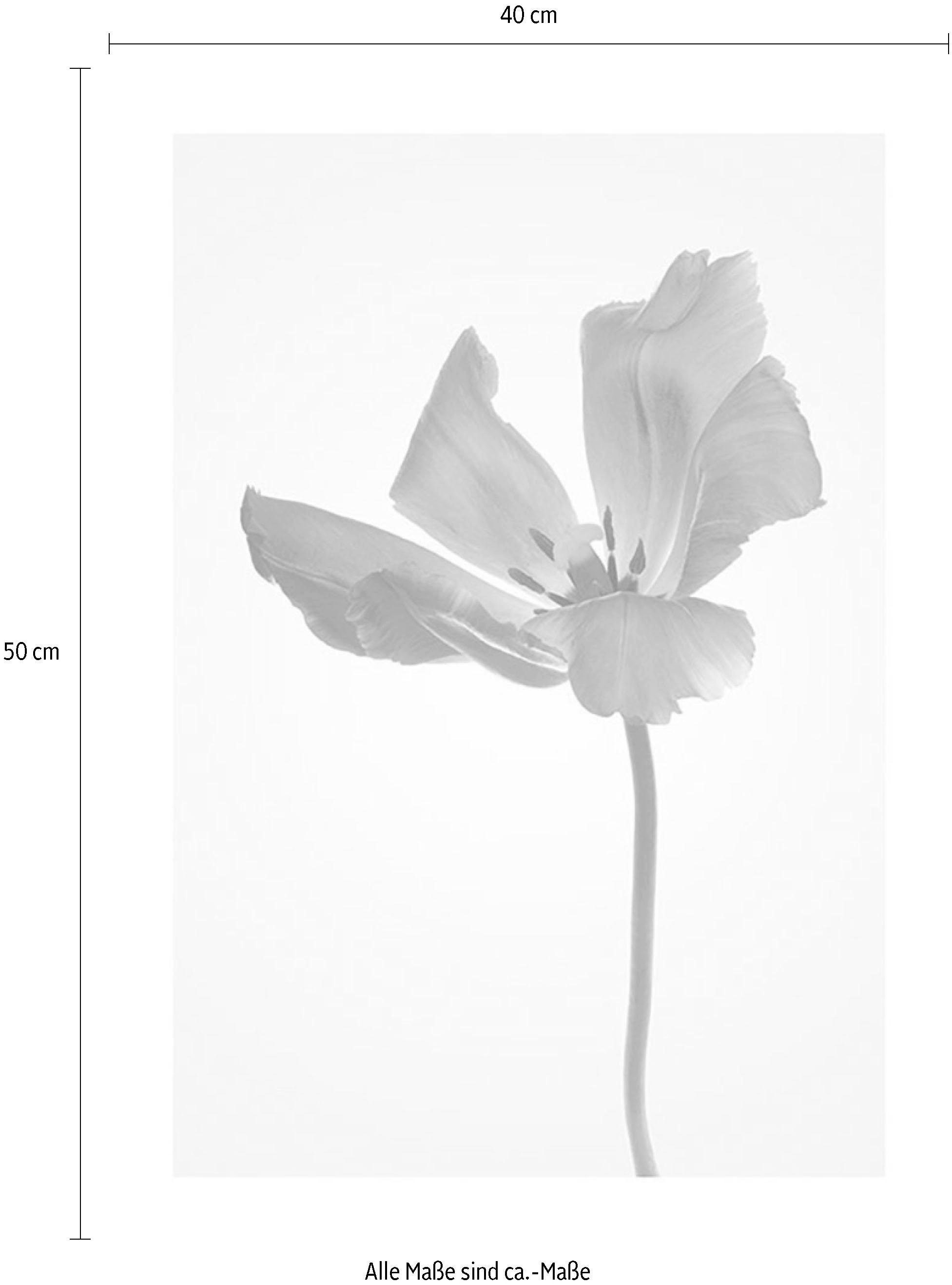 Komar Bild »Tulip«, Blumen, (1 St.), Wandbild zur Dekoration - ohne Rahmen