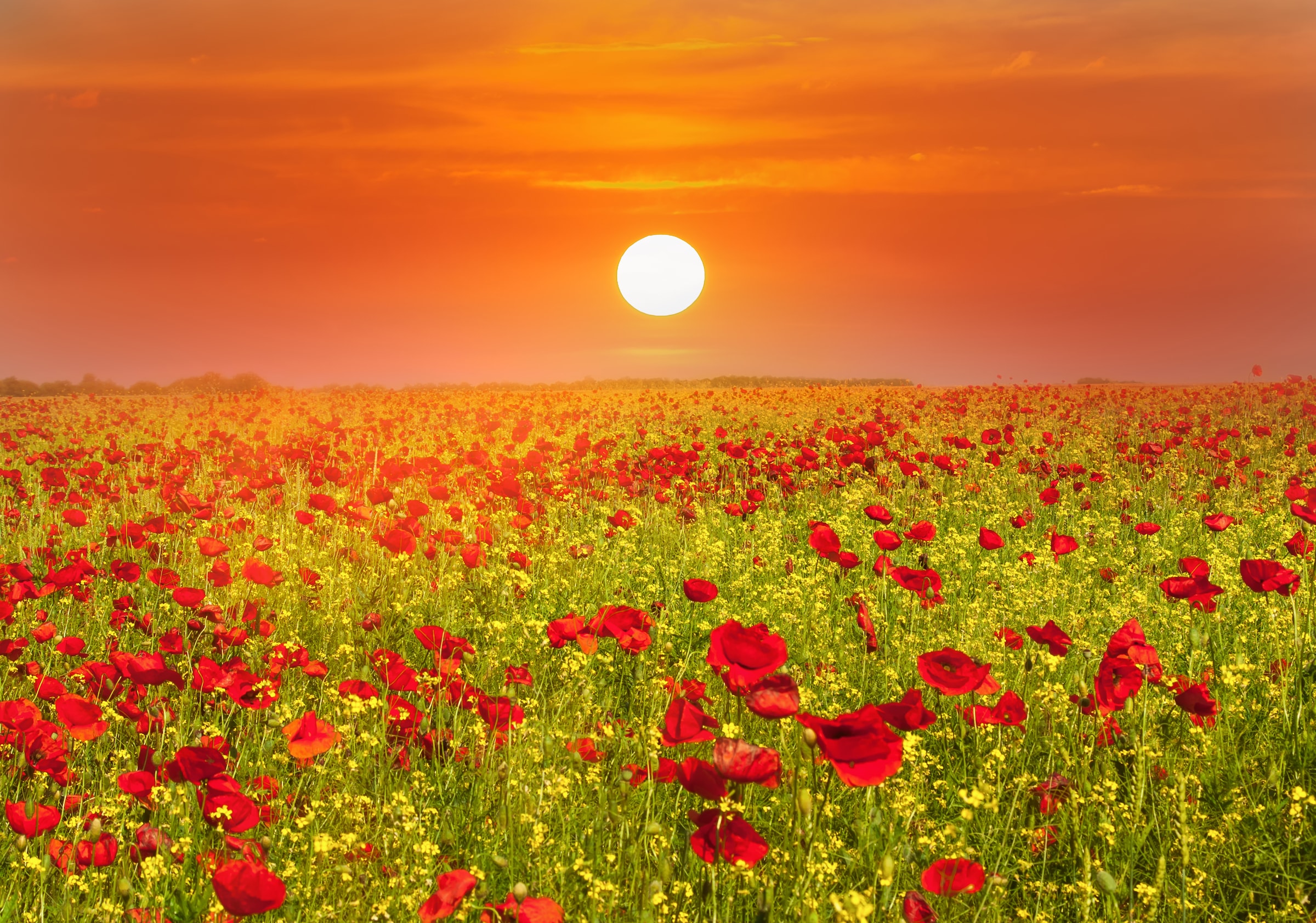 Papermoon Fototapete »Red Poppies Field« glatt günstig online kaufen
