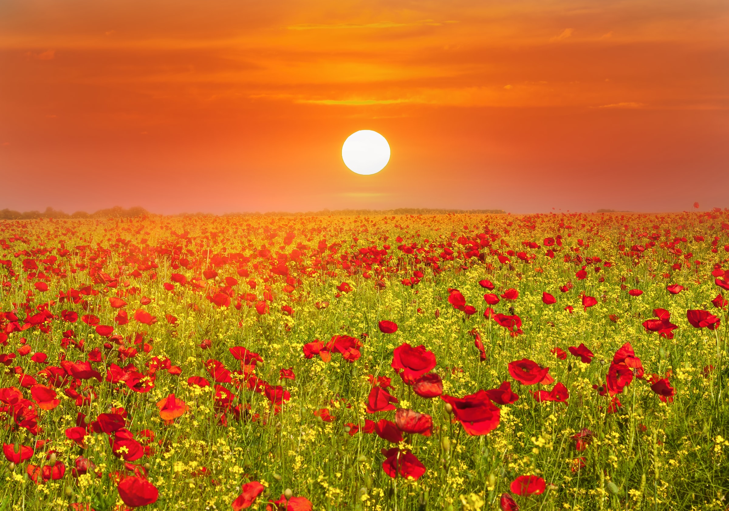 Papermoon Fototapete »Red Poppies Field« günstig online kaufen