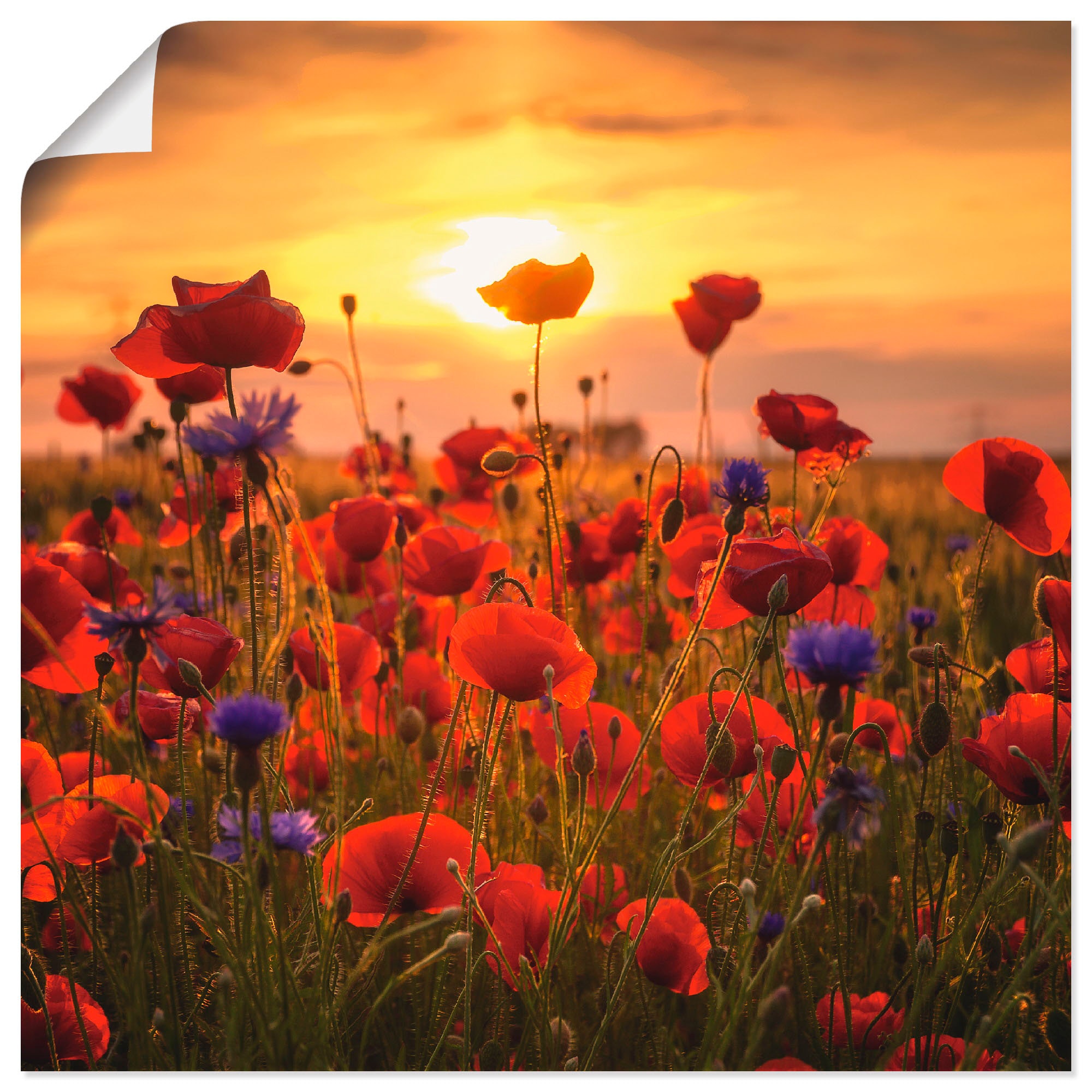 Artland Wandbild »Mohnblumen (1 versch. St.), Blumen, Abendlicht«, Wandaufkleber kaufen im Poster Leinwandbild, in Größen als oder Raten Alubild, auf