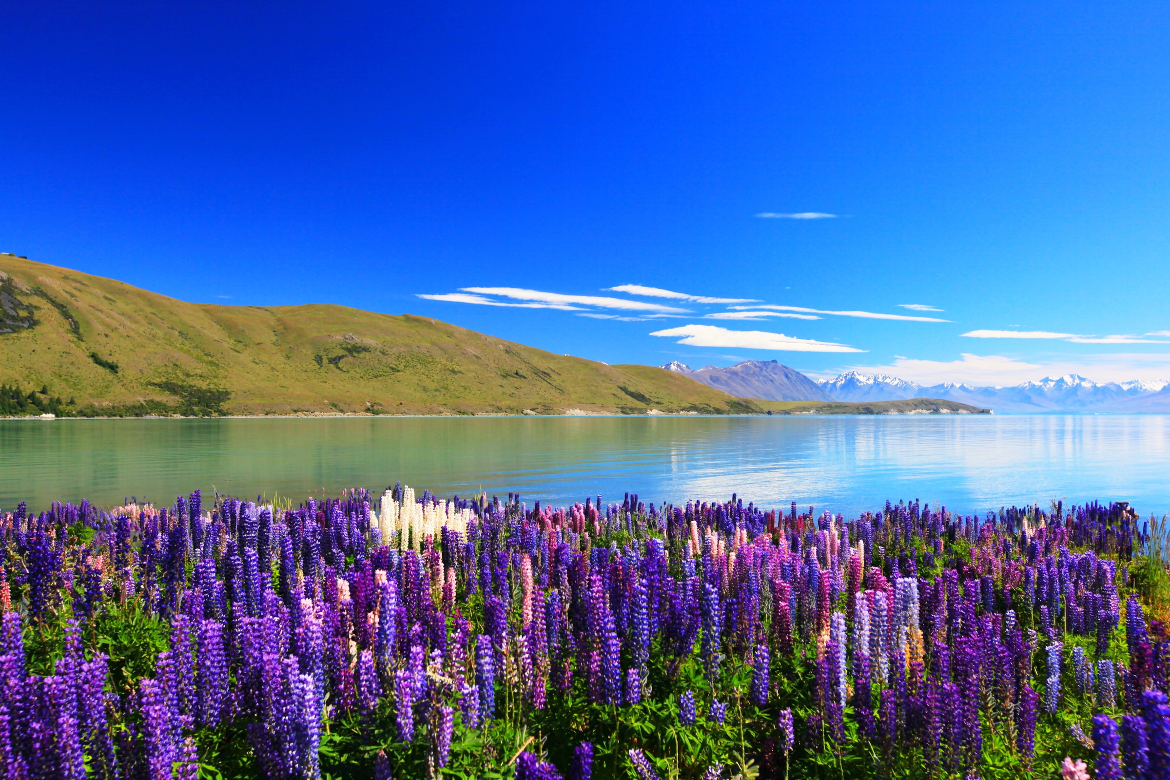 Papermoon Fototapete »Lupines Lake Tekapo« günstig online kaufen