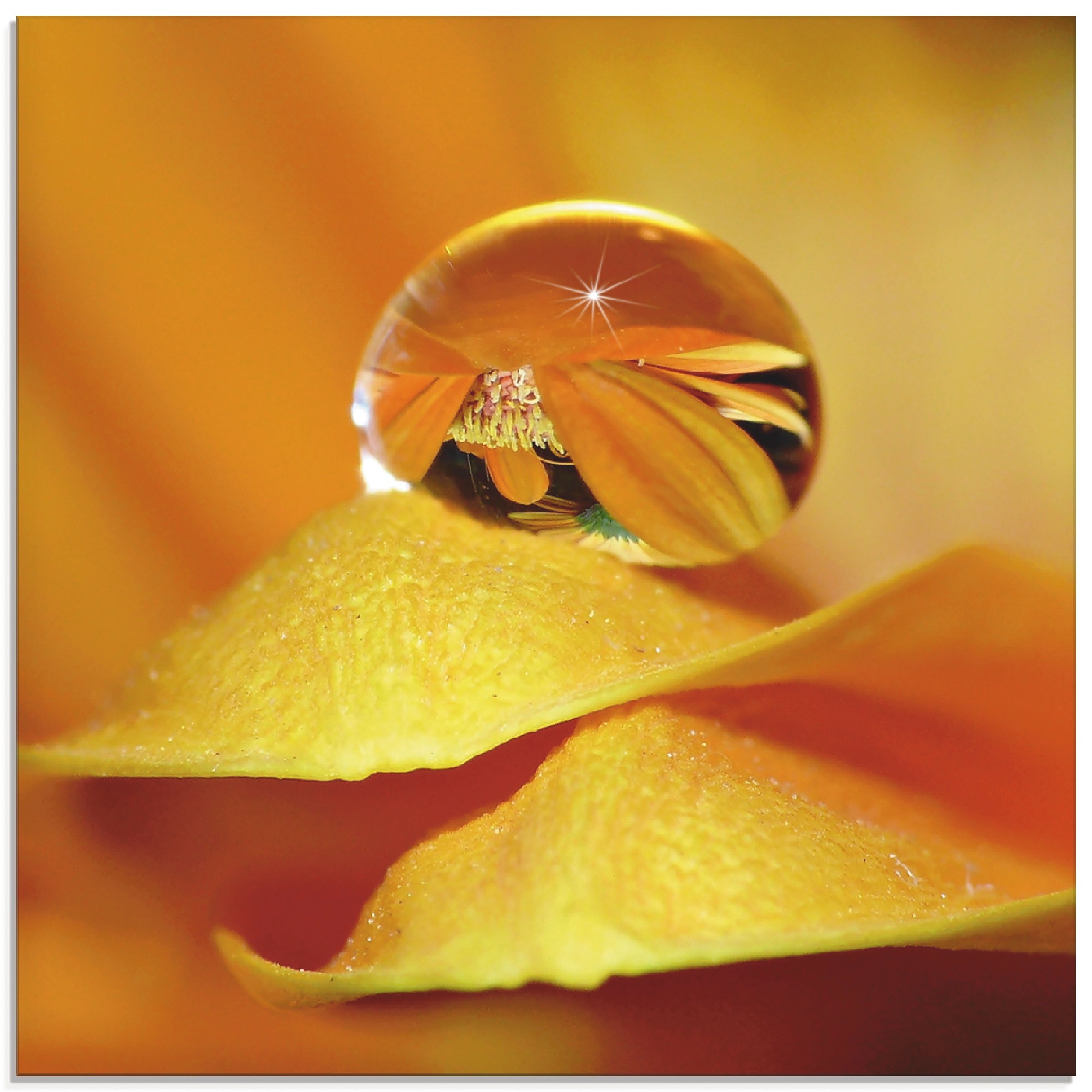 Artland Glasbild »Wassertropfen II«, Blätter, (1 St.), in verschiedenen Grö günstig online kaufen